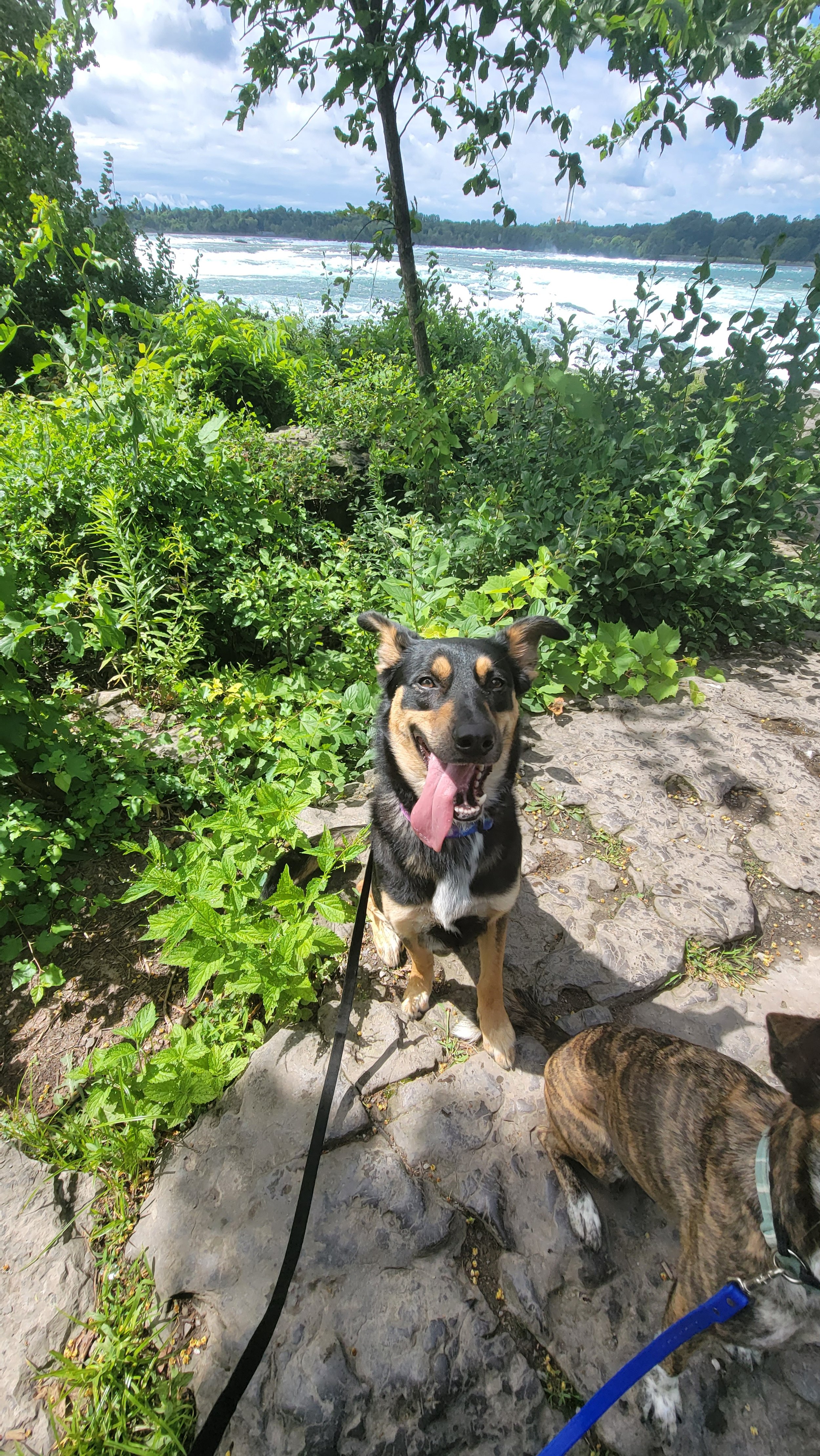 Happy dog with tongue out on a leash near green bushes and rocks, overlooking a river with a waterfall and cloudy sky
