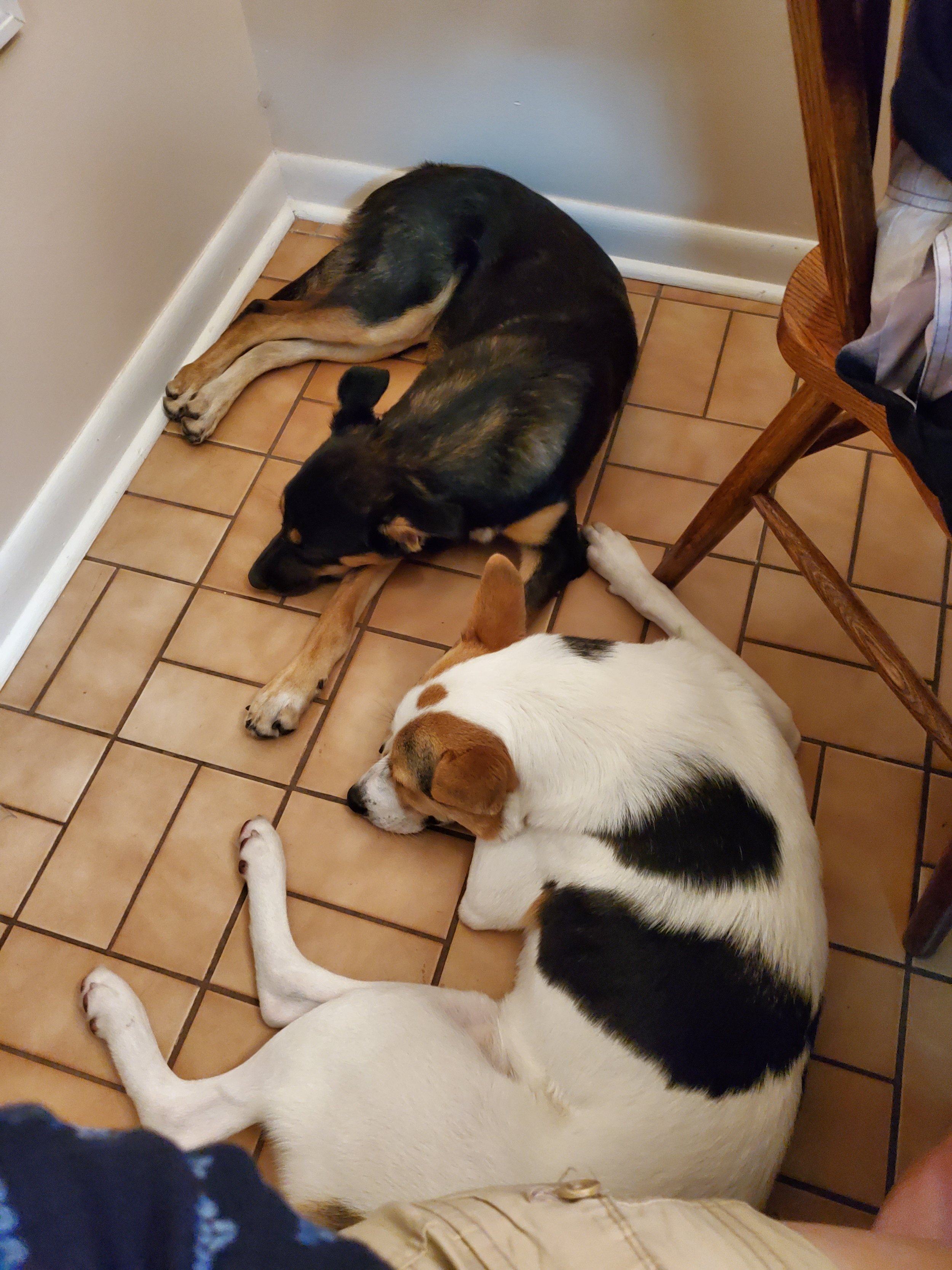Two dogs lying down on the tiled floor near a wall and a wooden chair.