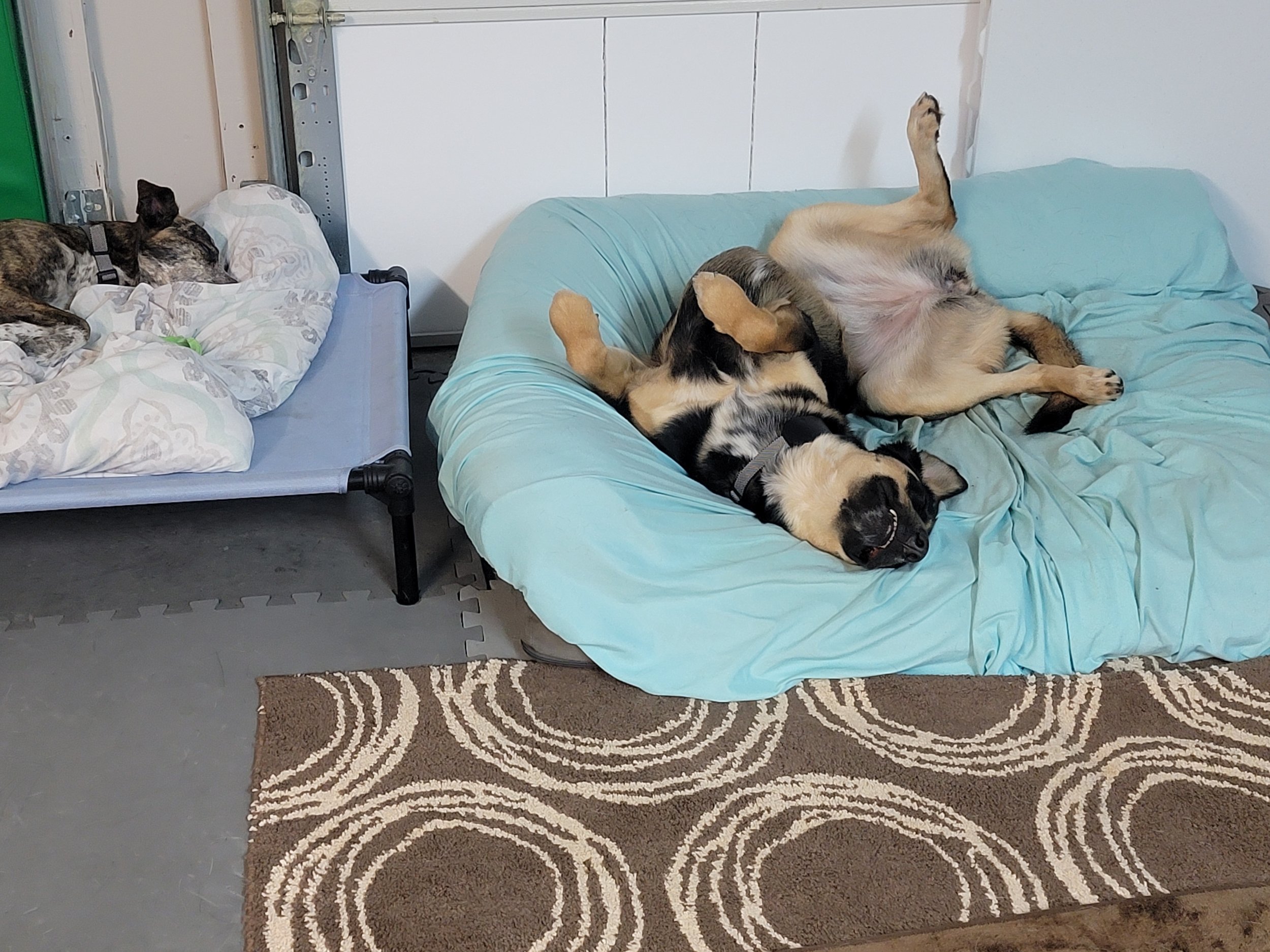 Two dogs sleeping on a light blue couch with one dog on its back and one on its side, and a cat sleeping on an elevated bed nearby.
