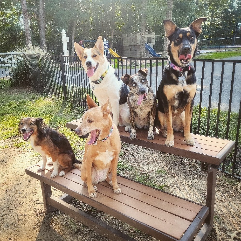 Six dogs sitting on two benches in a park, behind a black metal fence with trees and a playground in the background.