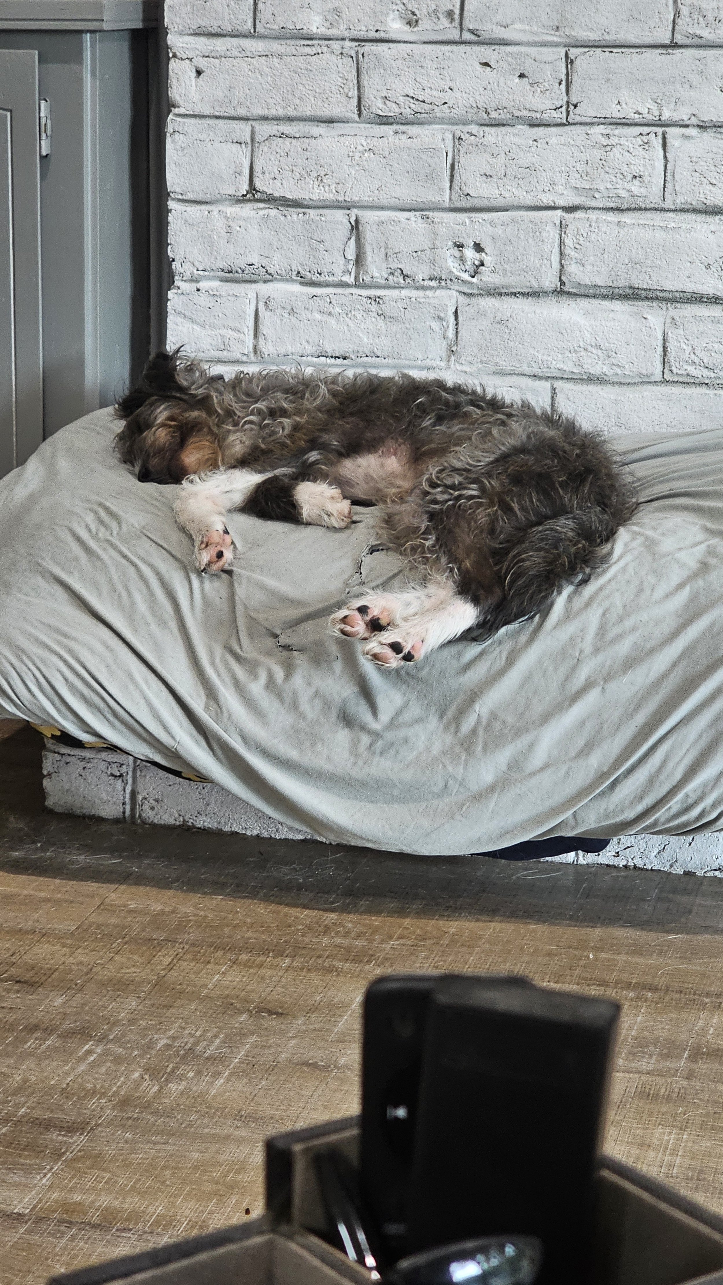 A dog with a curly coat is sleeping on a beige cushion on a wooden floor, with a brick wall in the background.