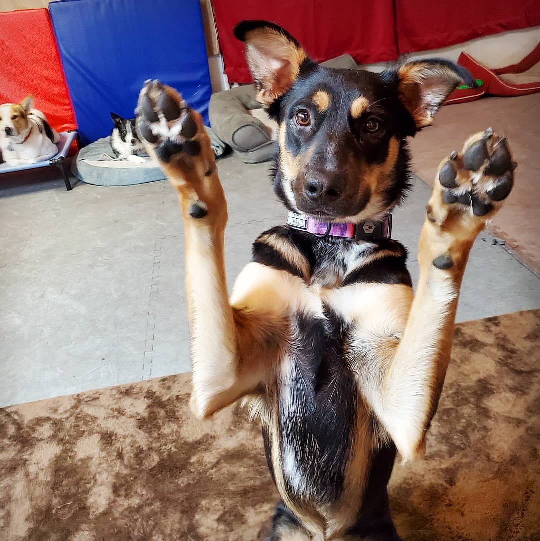 A dog standing on its hind legs with front paws raised, looking directly at the camera. In the background, there are other dogs resting on beds and a couch.