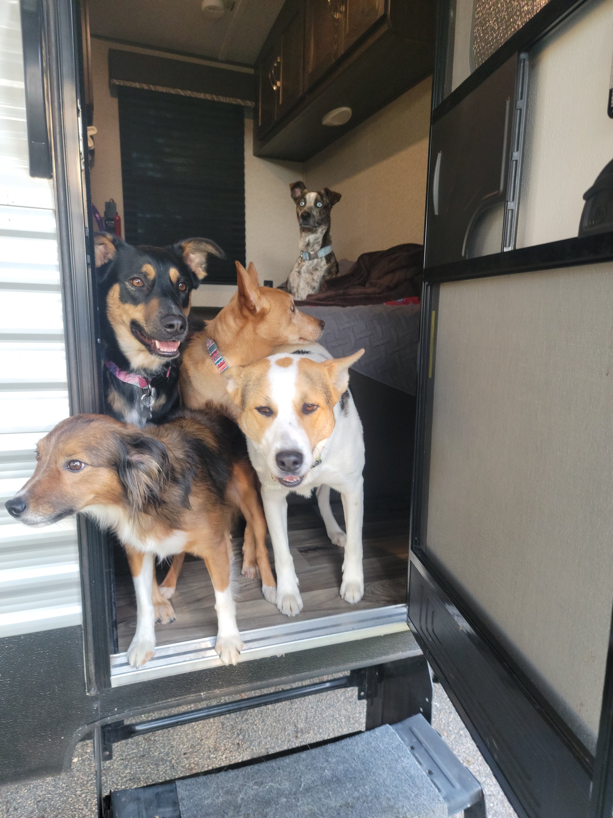 Five dogs standing inside a recreational vehicle door, looking outside.