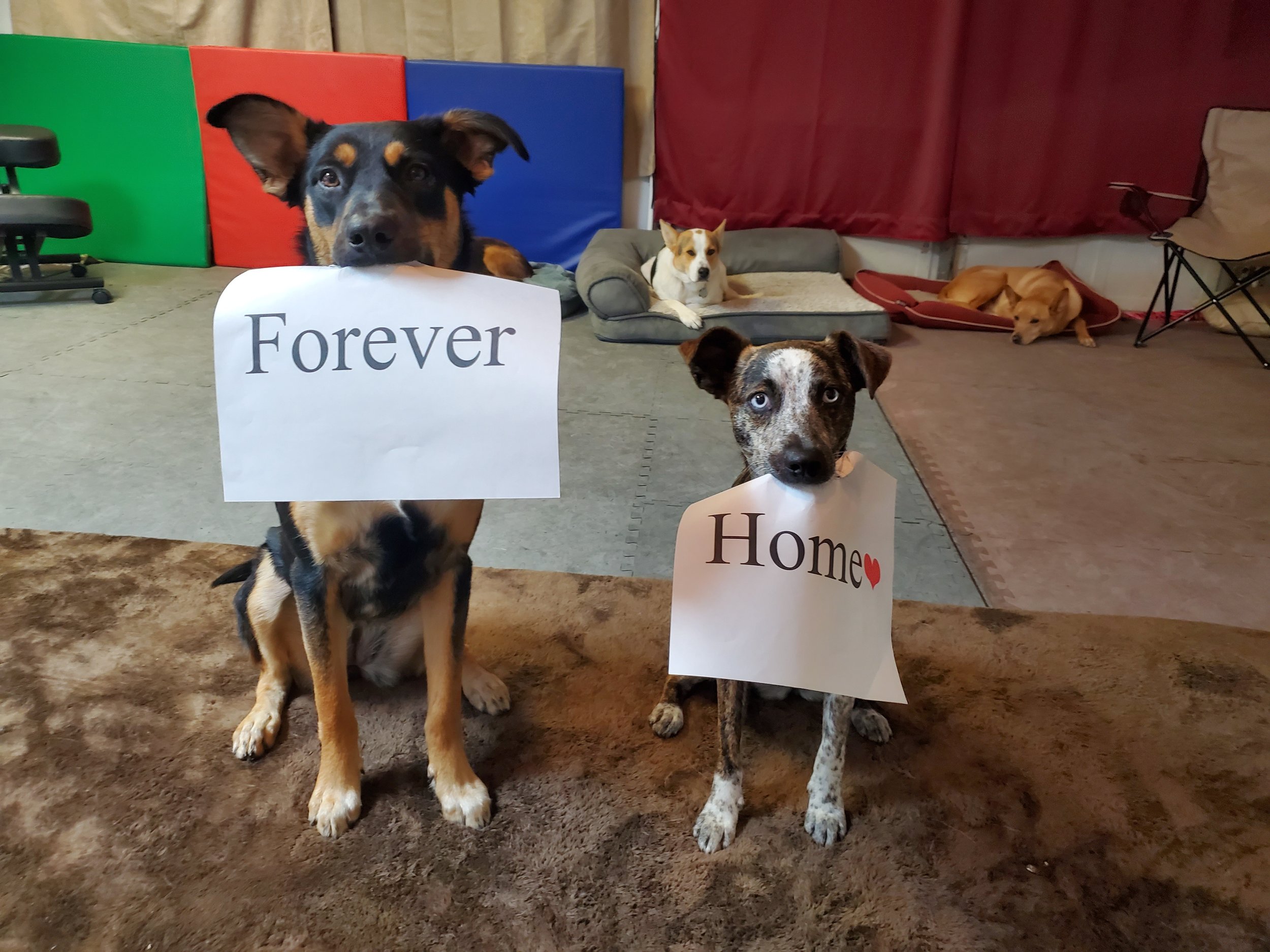 Four dogs in an indoor setting with signs. The dog on the left has a sign that says "Forever" around its neck, and the dog on the right has a sign that says "Home" with a red heart. Two other dogs are lying on beds in the background.