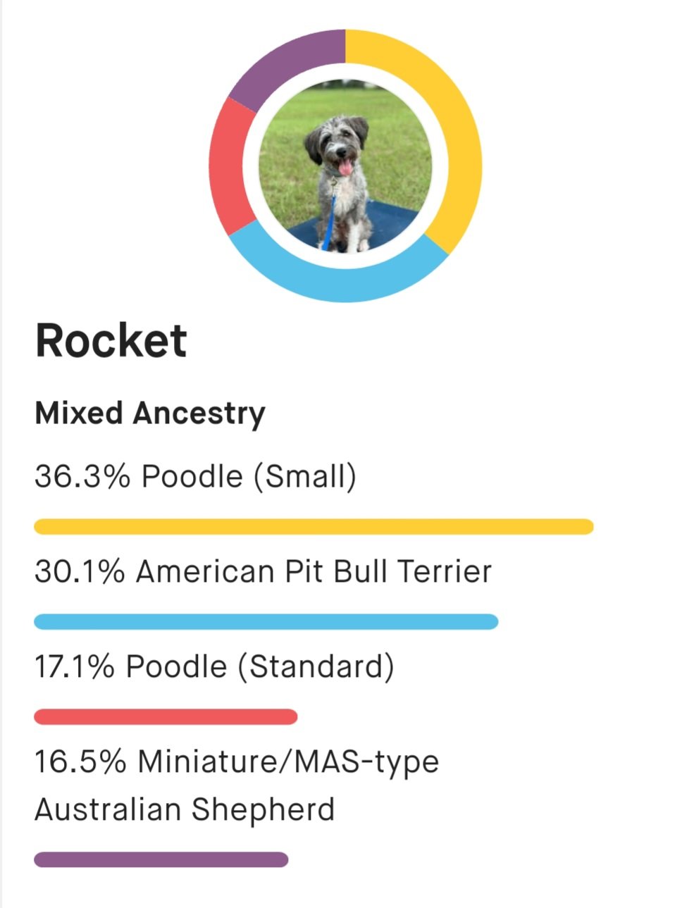 A framed photo of a small dog sitting on grass with a blue leash, surrounded by a circular multicolored chart.