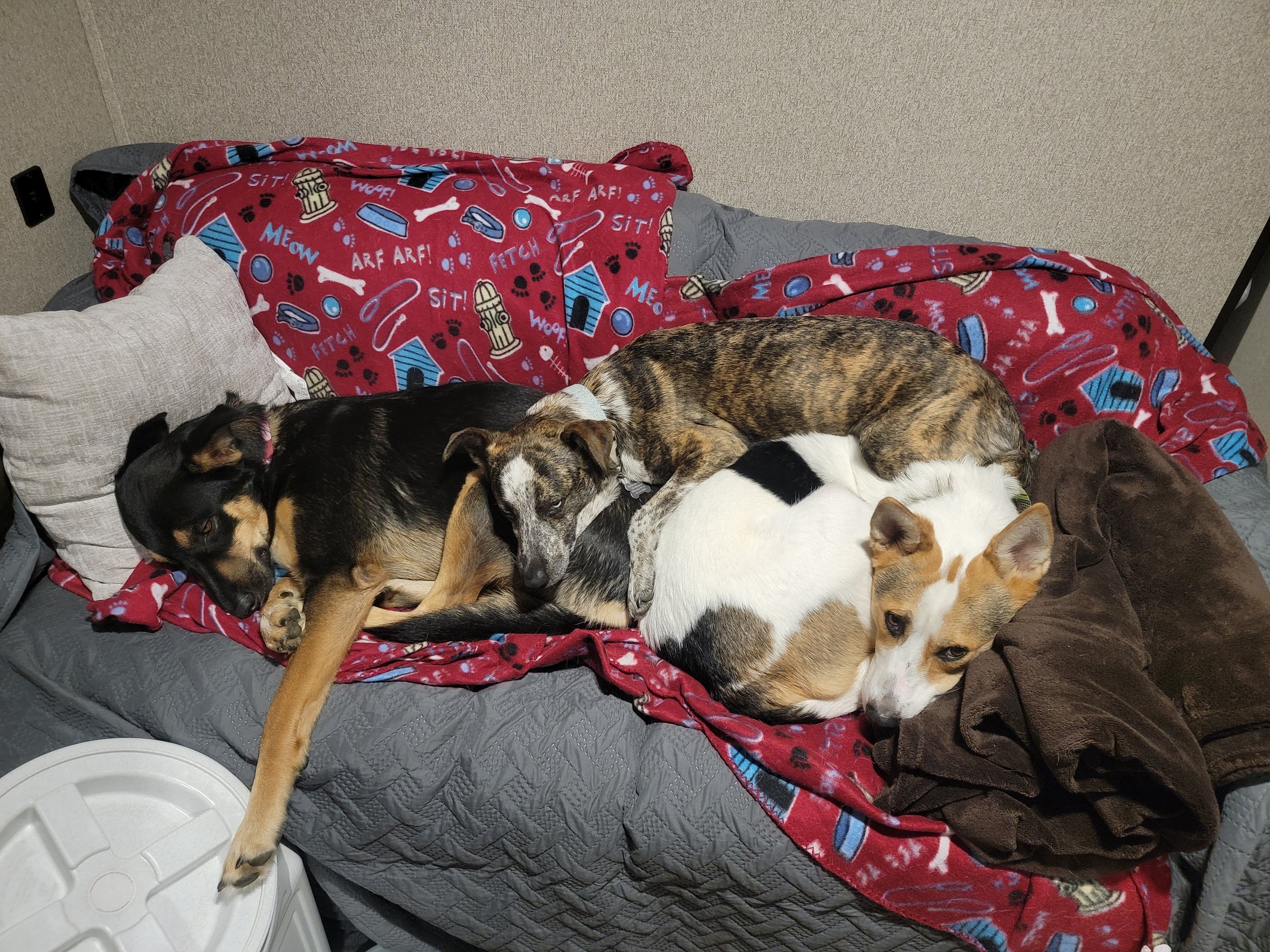 Four dogs lying together on a couch covered with a red and dog-themed blanket, surrounded by pillows and a brown blanket.