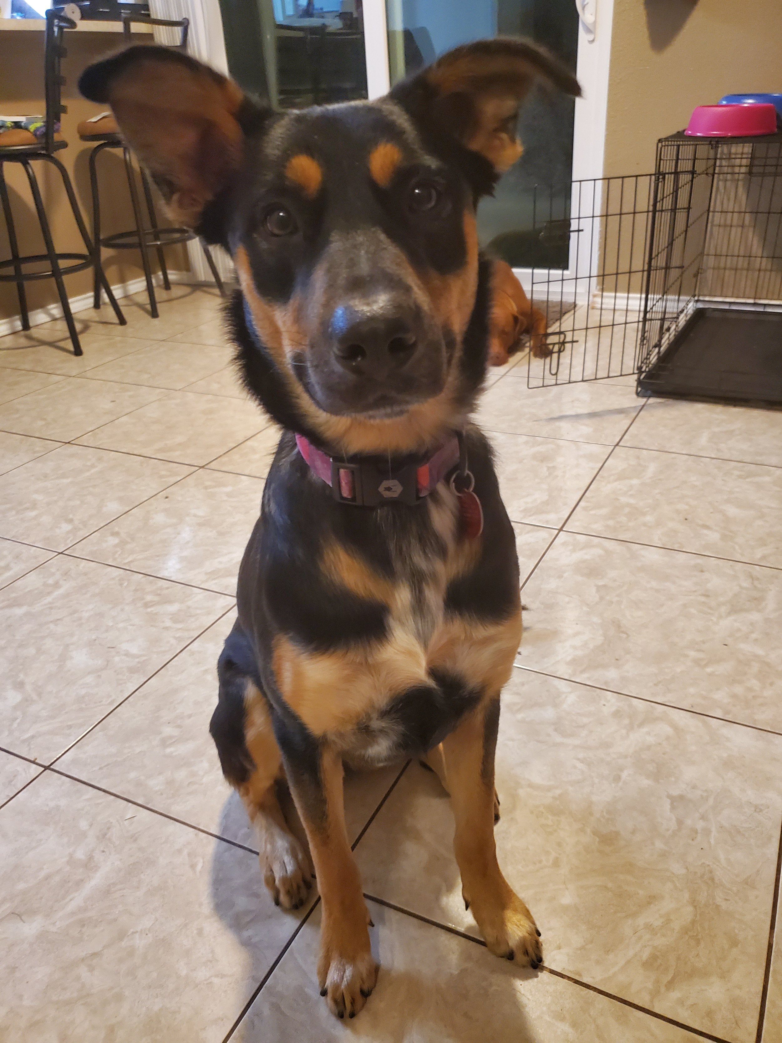 Young black and tan dog sitting on tiled floor, looking at the camera with ears perked up. In the background, a room with chairs, a wire dog crate, and food bowls is visible.