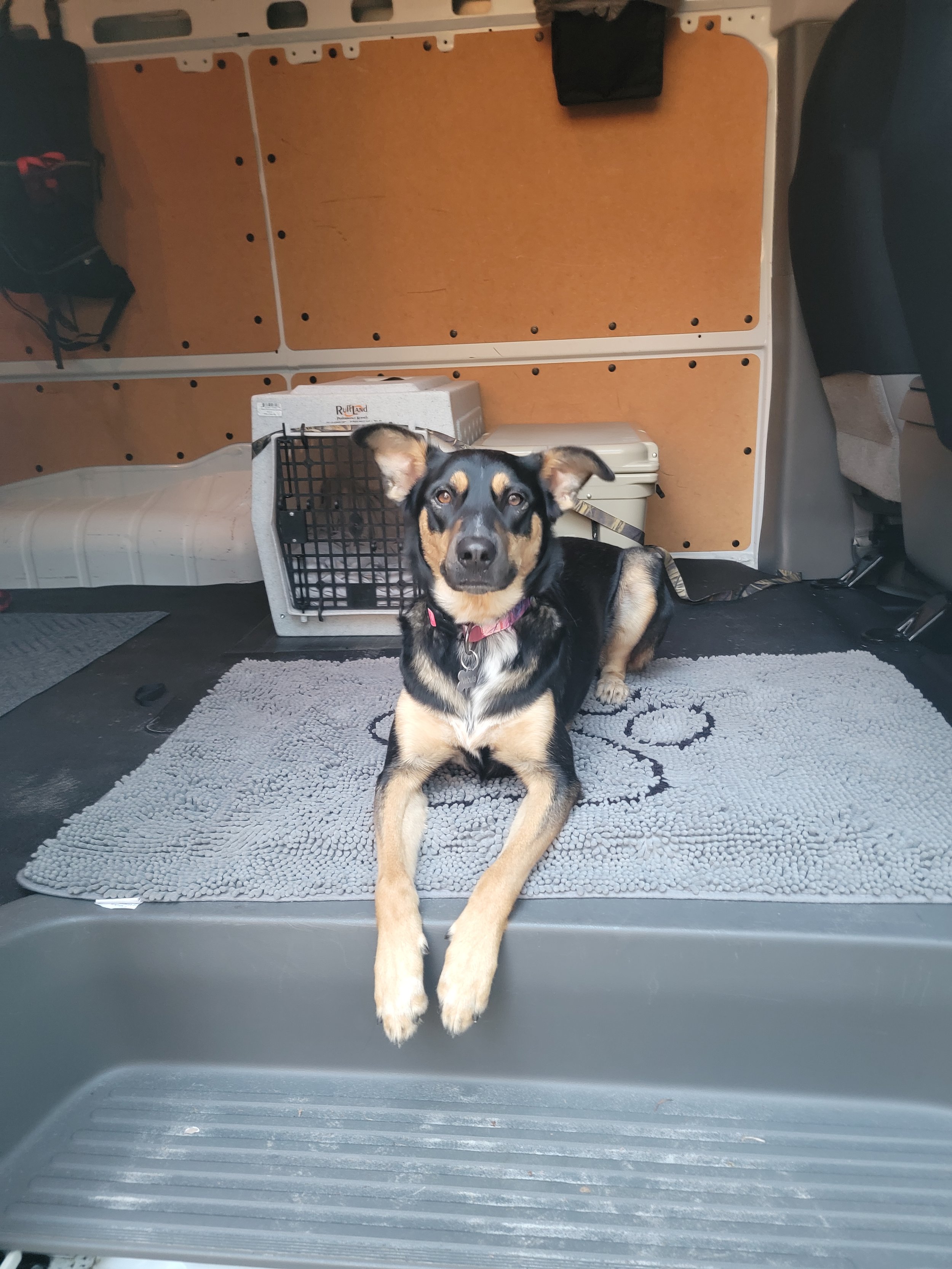 A small black and tan dog lying on a gray mat inside a vehicle's cargo area, with crates and a brown wooden panel background.
