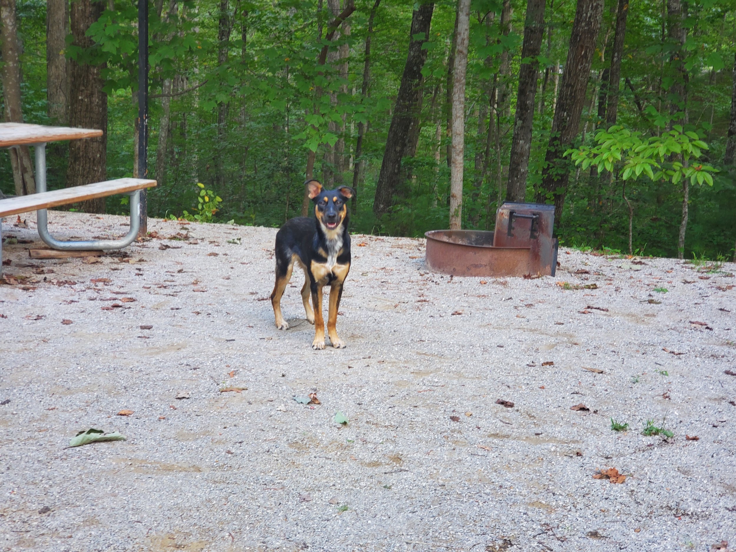 A black and tan dog standing on a sandy ground at a wooded campsite with a picnic table and rusted fire pit.