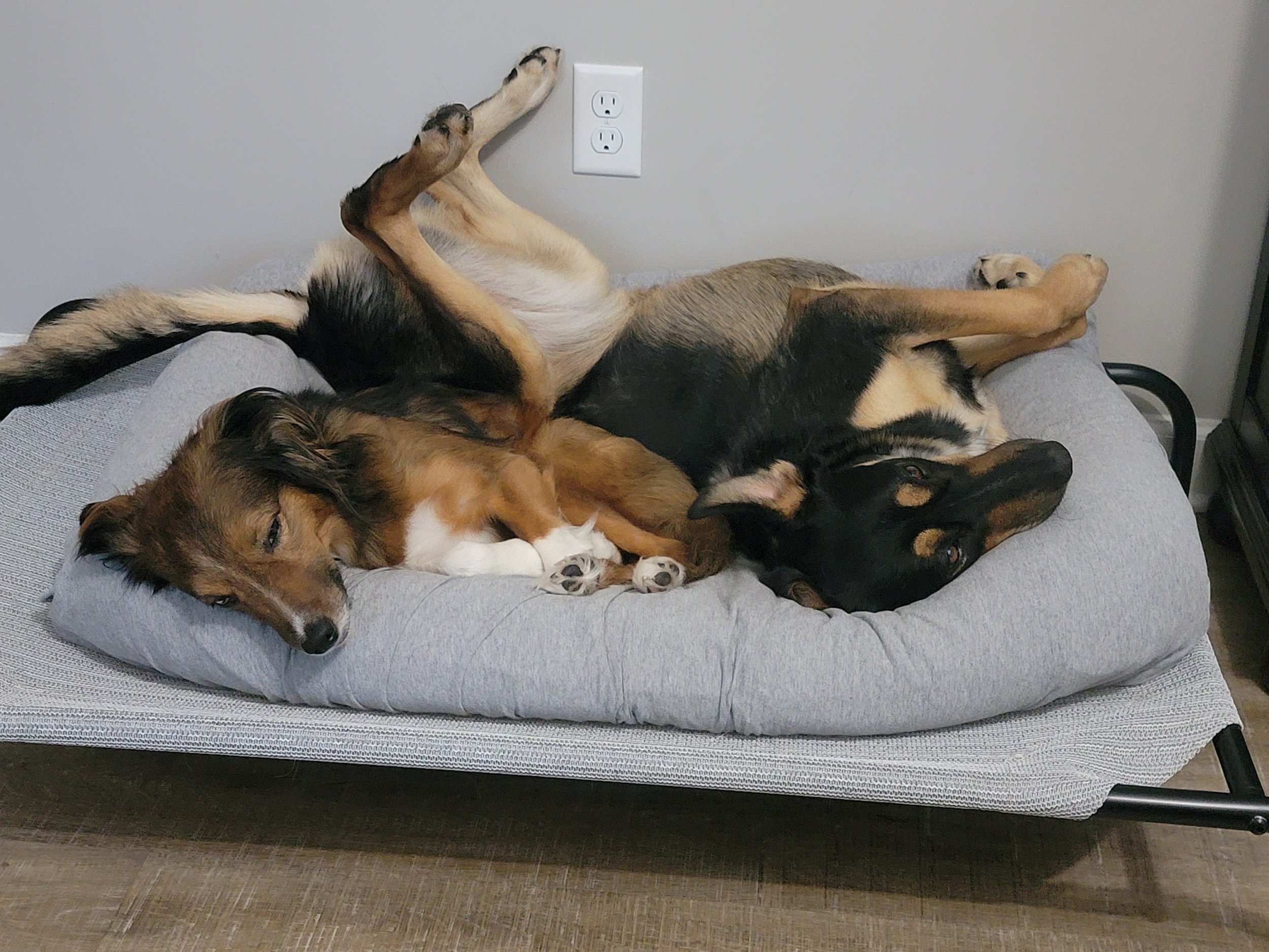 Two dogs lying and playing together on a gray dog bed, one on its back and the other lying on its side.