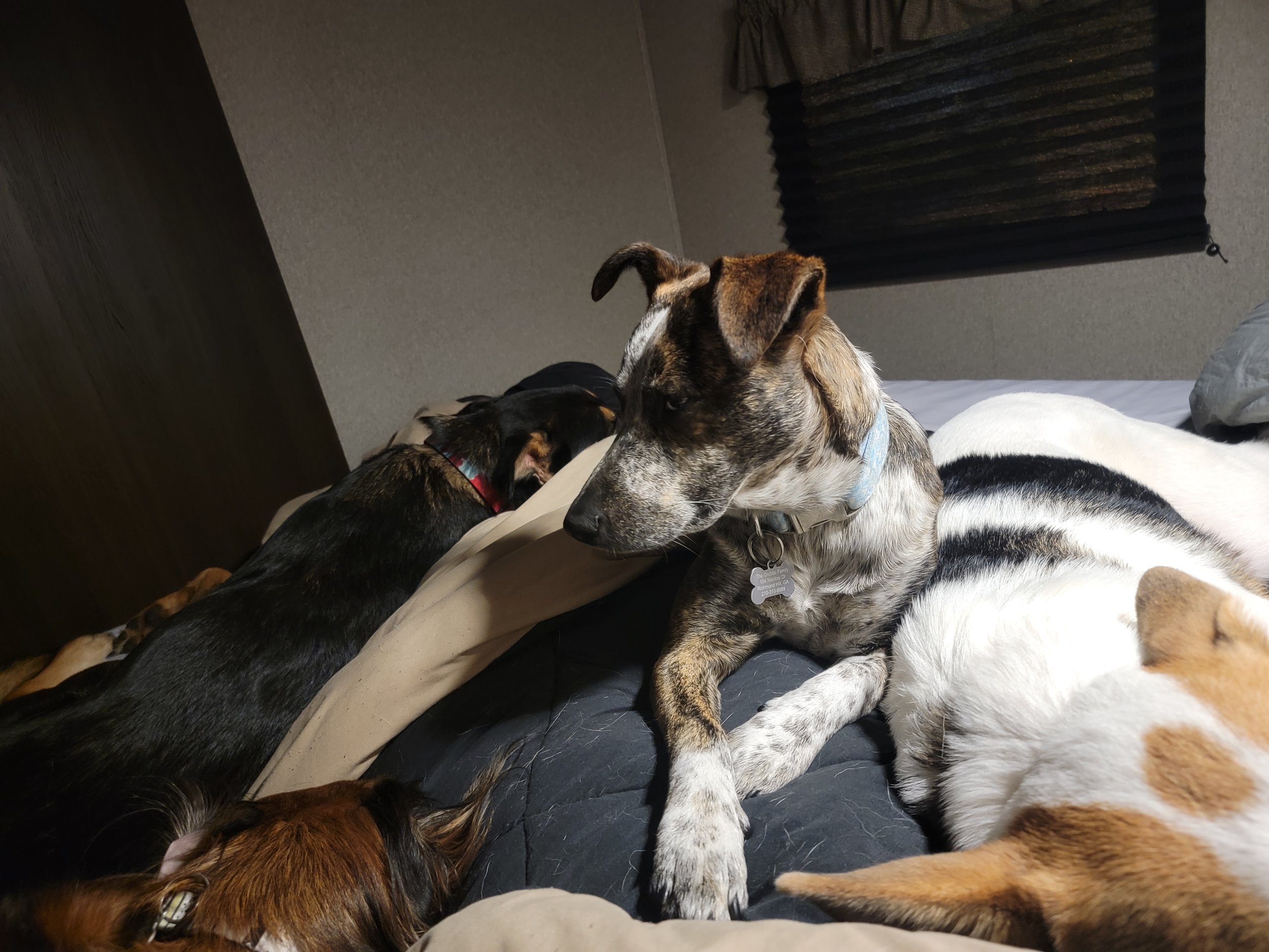 Four dogs resting together on a bed in a cozy room with a window and dark blinds.