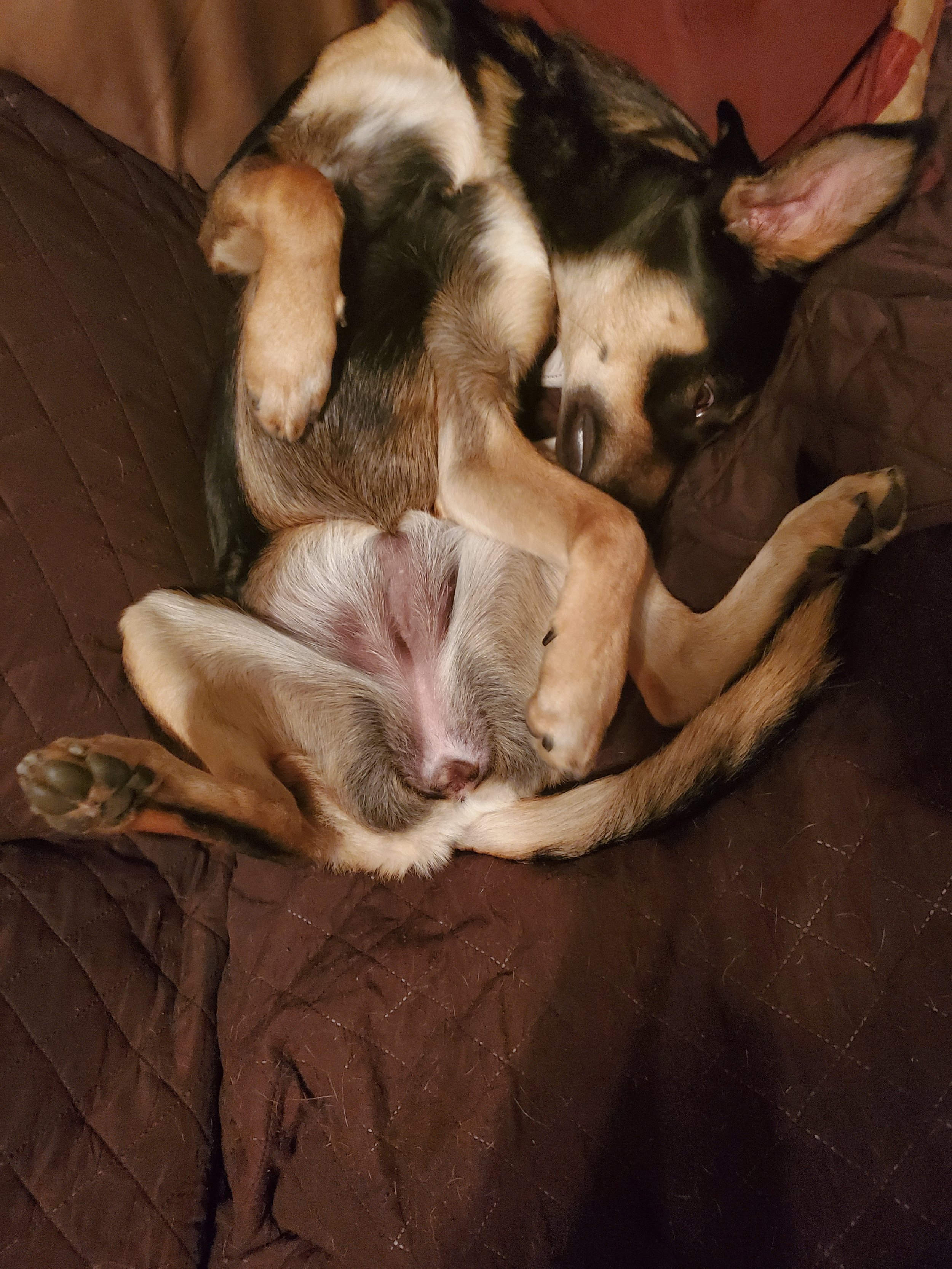 A small dog is lying on its back with legs curled, resting on a brown quilted blanket. Its belly is exposed, and it has a mix of brown, tan, and white fur. The dog appears relaxed and comfortable.