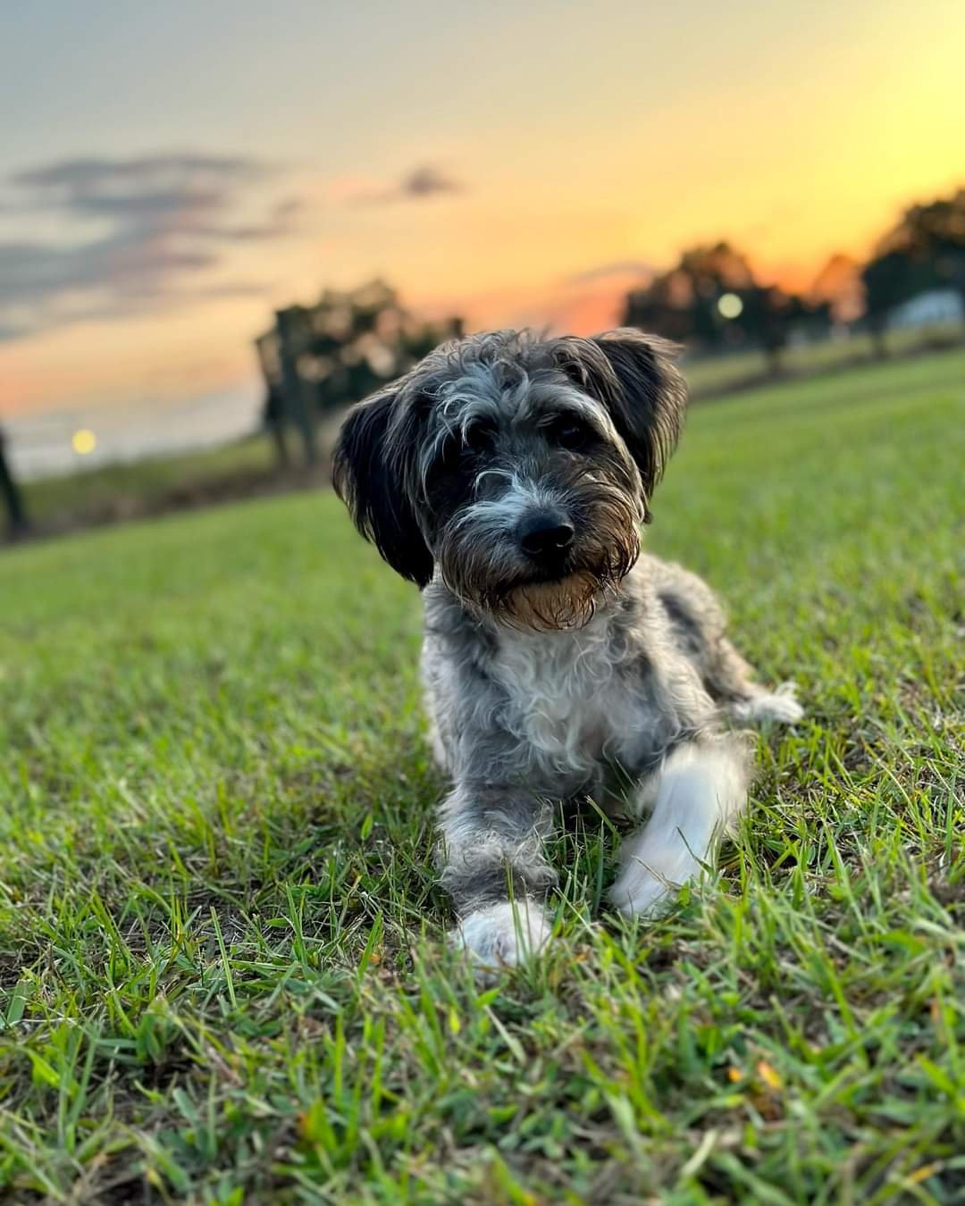 Cute black, white, and gray puppy lying in the grass during sunset.