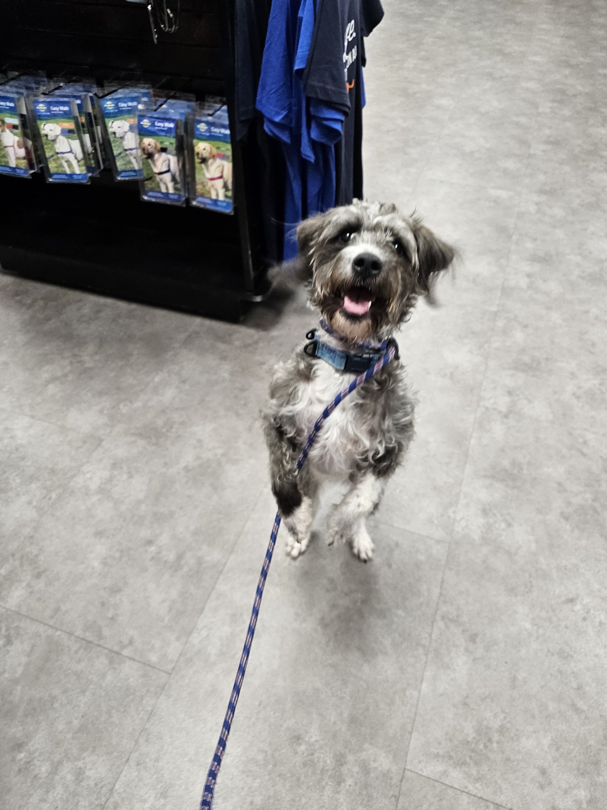 A happy small dog with a leash on a store floor, standing near dog products on a shelf.