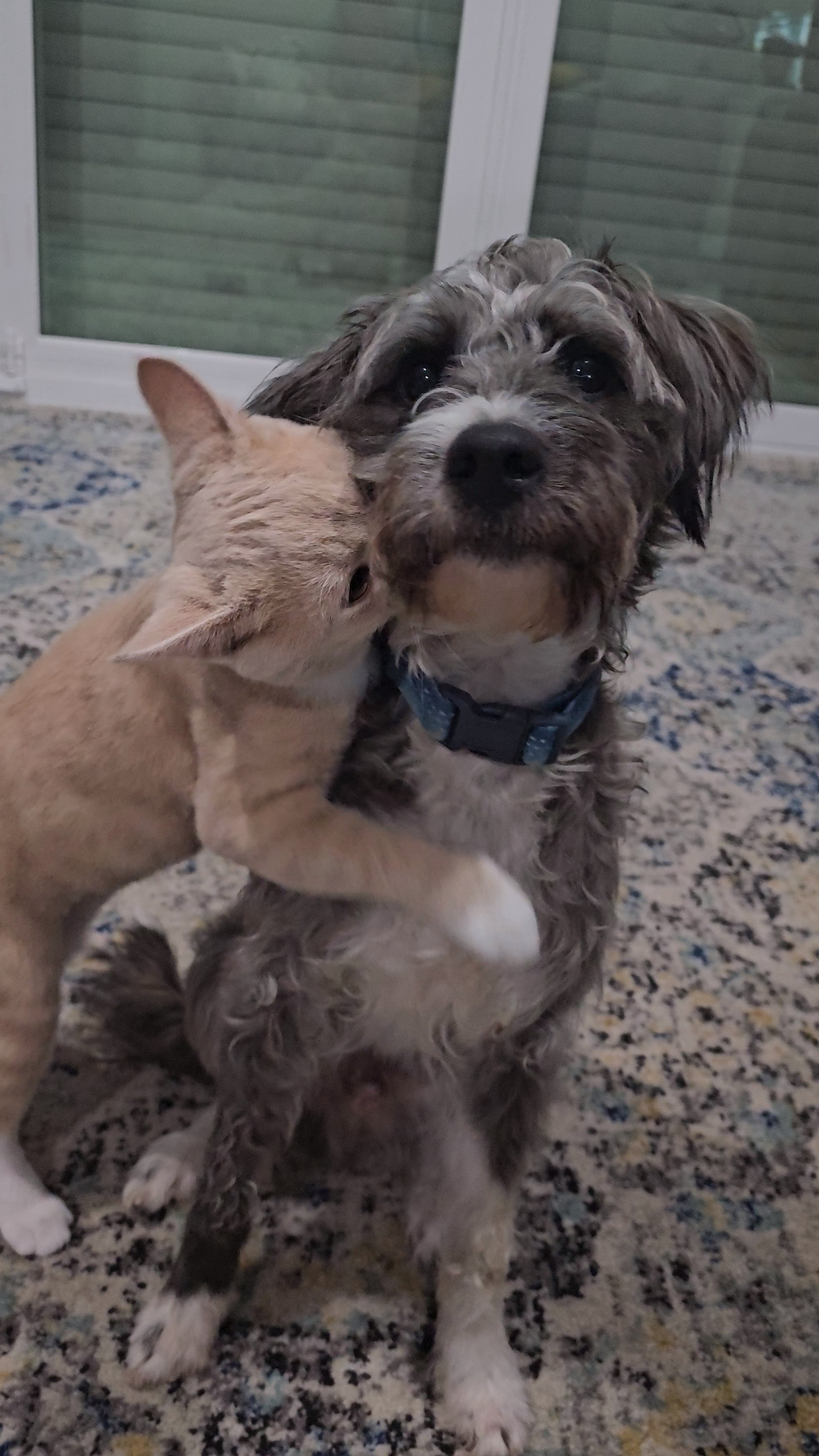 A small, curly-haired dog with a grey and white coat sitting on a speckled carpet, with a tan cat with white paws nuzzling its face.