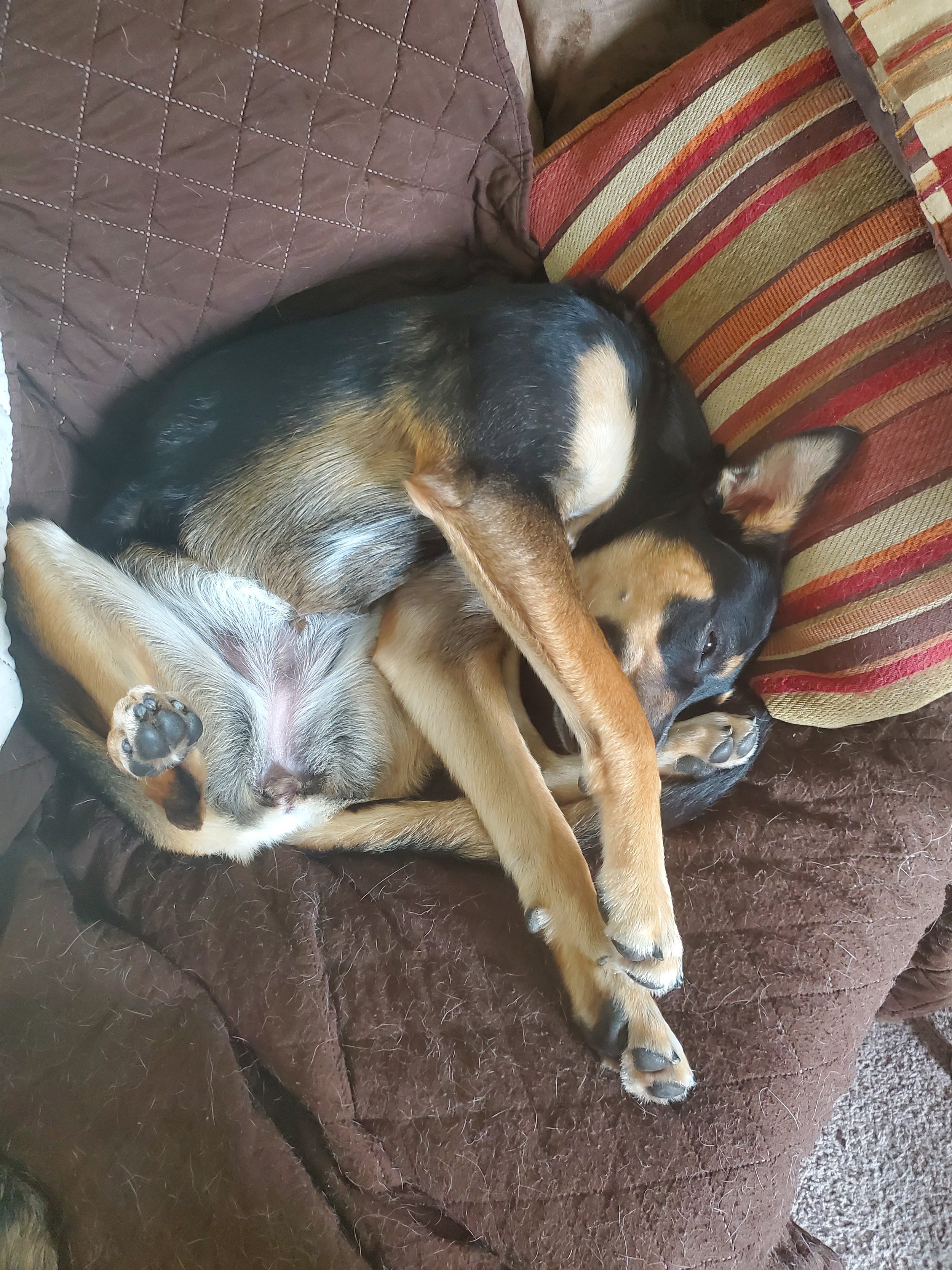 A black and tan dog cuddling a small kitten on a brown couch with patterned pillows.