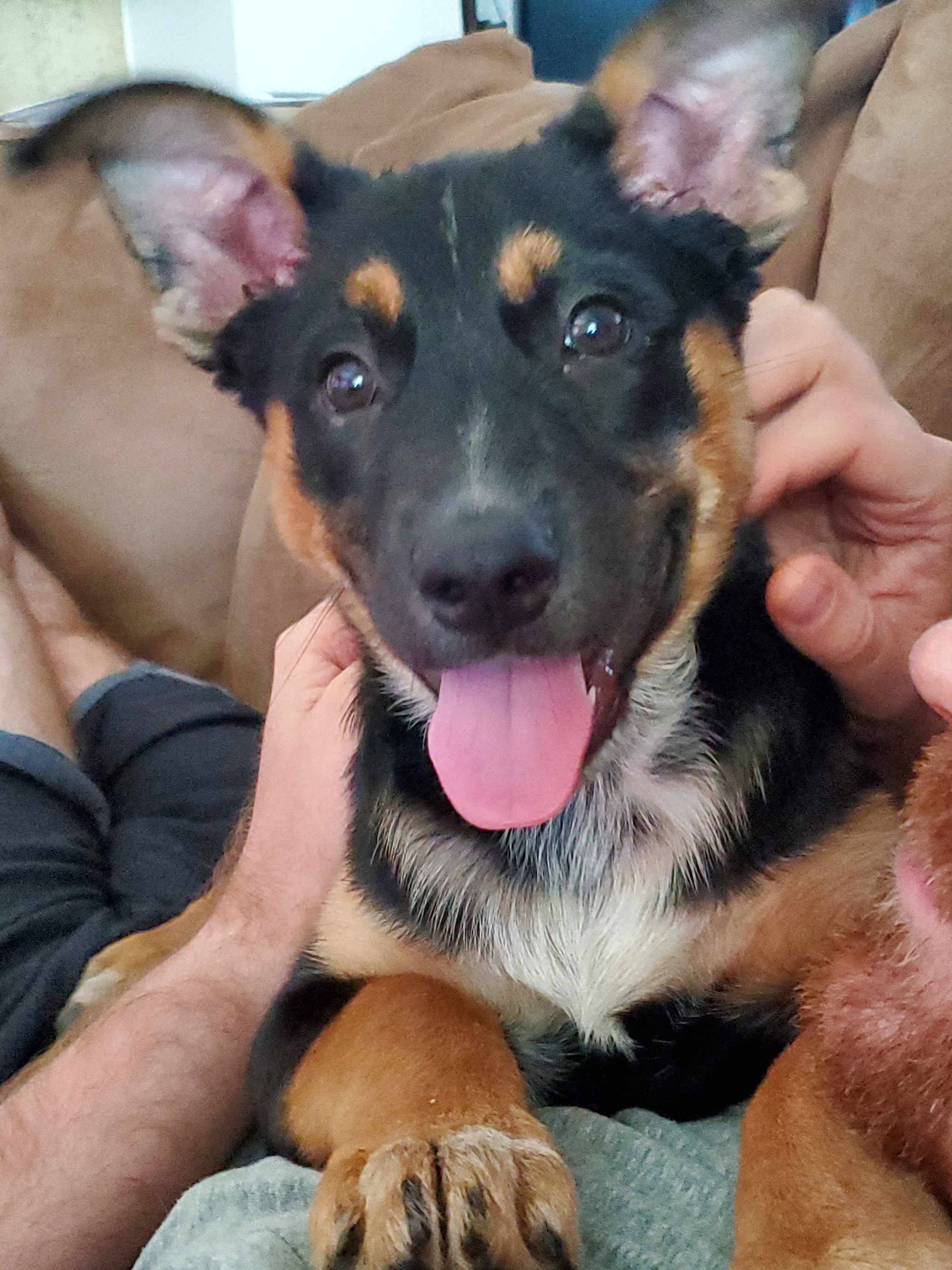 Close-up of a happy black and tan dog with its tongue out, sitting on a person's lap inside a home.