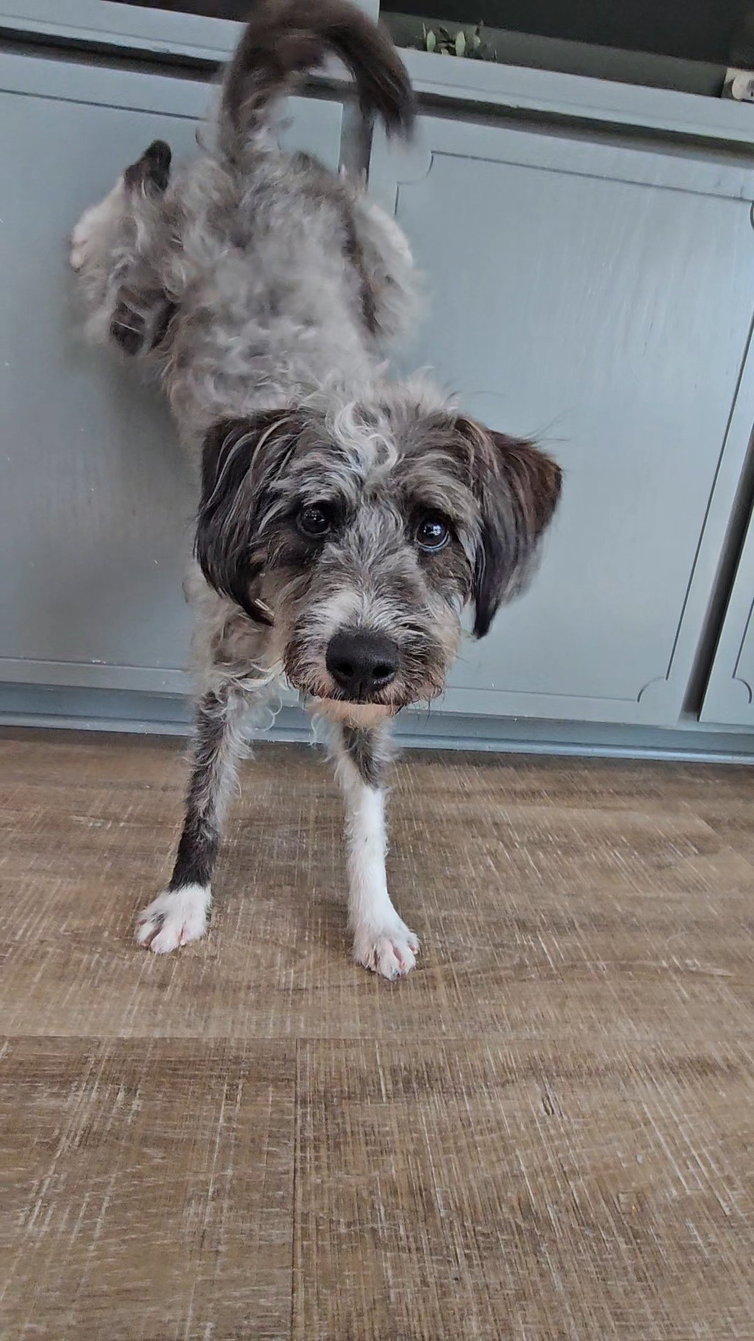 Small dog with wiry gray and black fur standing on wooden floor, looking directly at the camera with dark eyes. The dog's tail is up and slightly curved, and the background shows a blue cabinet and small plants on top.