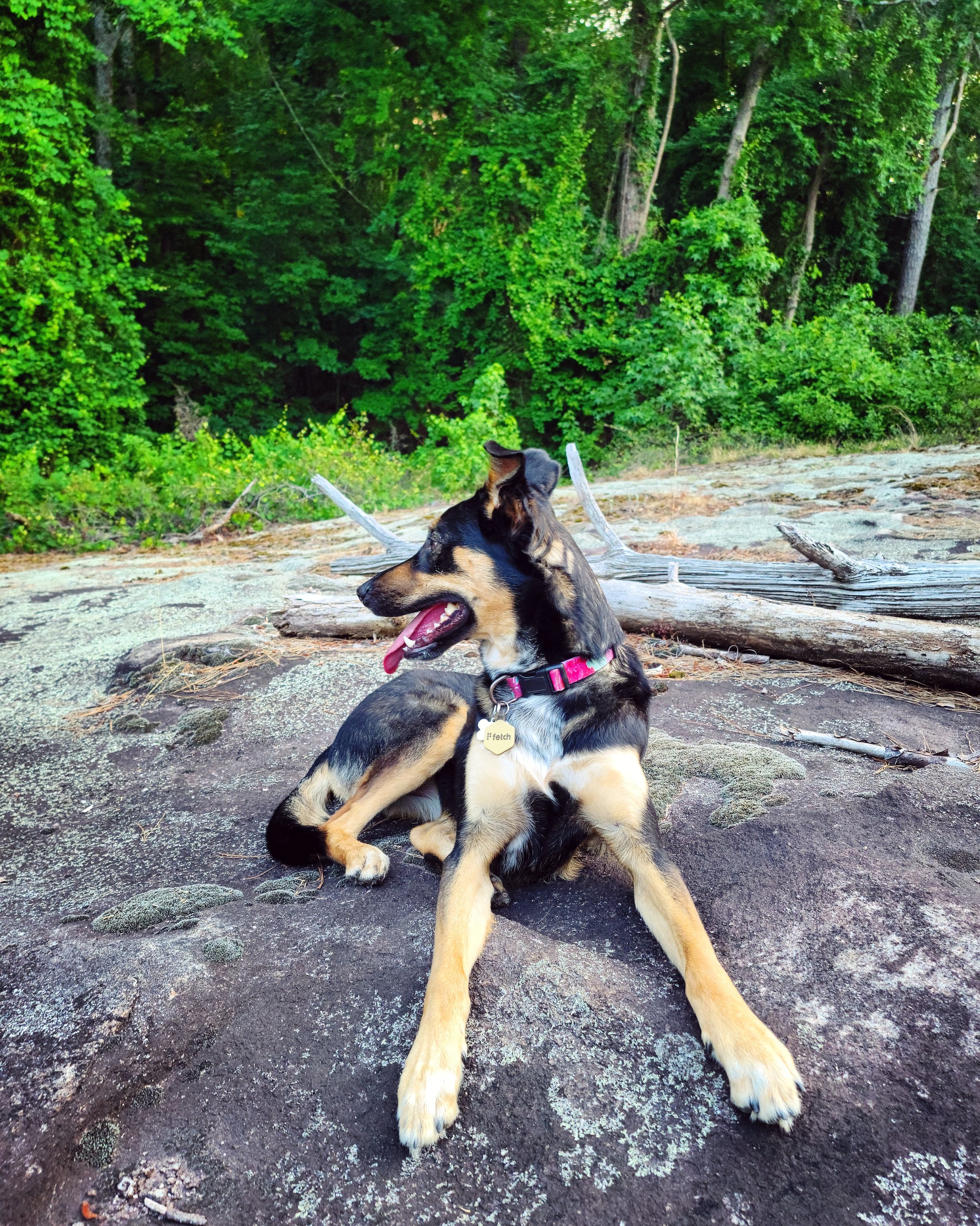 A black and tan dog with a pink collar sitting on a rocky surface with a forest background.