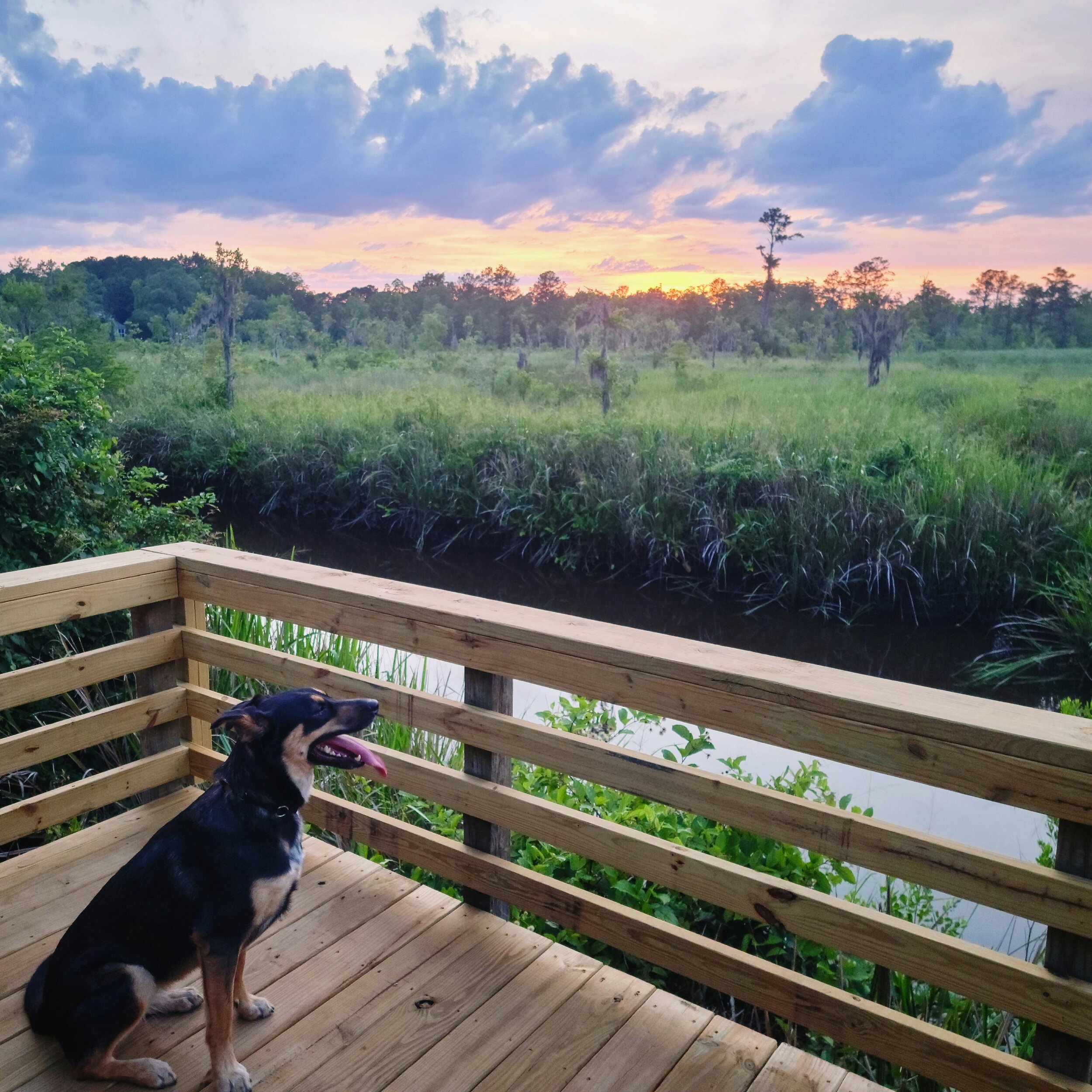 Dog sitting on wooden deck overlooking a marshland at sunset with trees and clouds in the background.