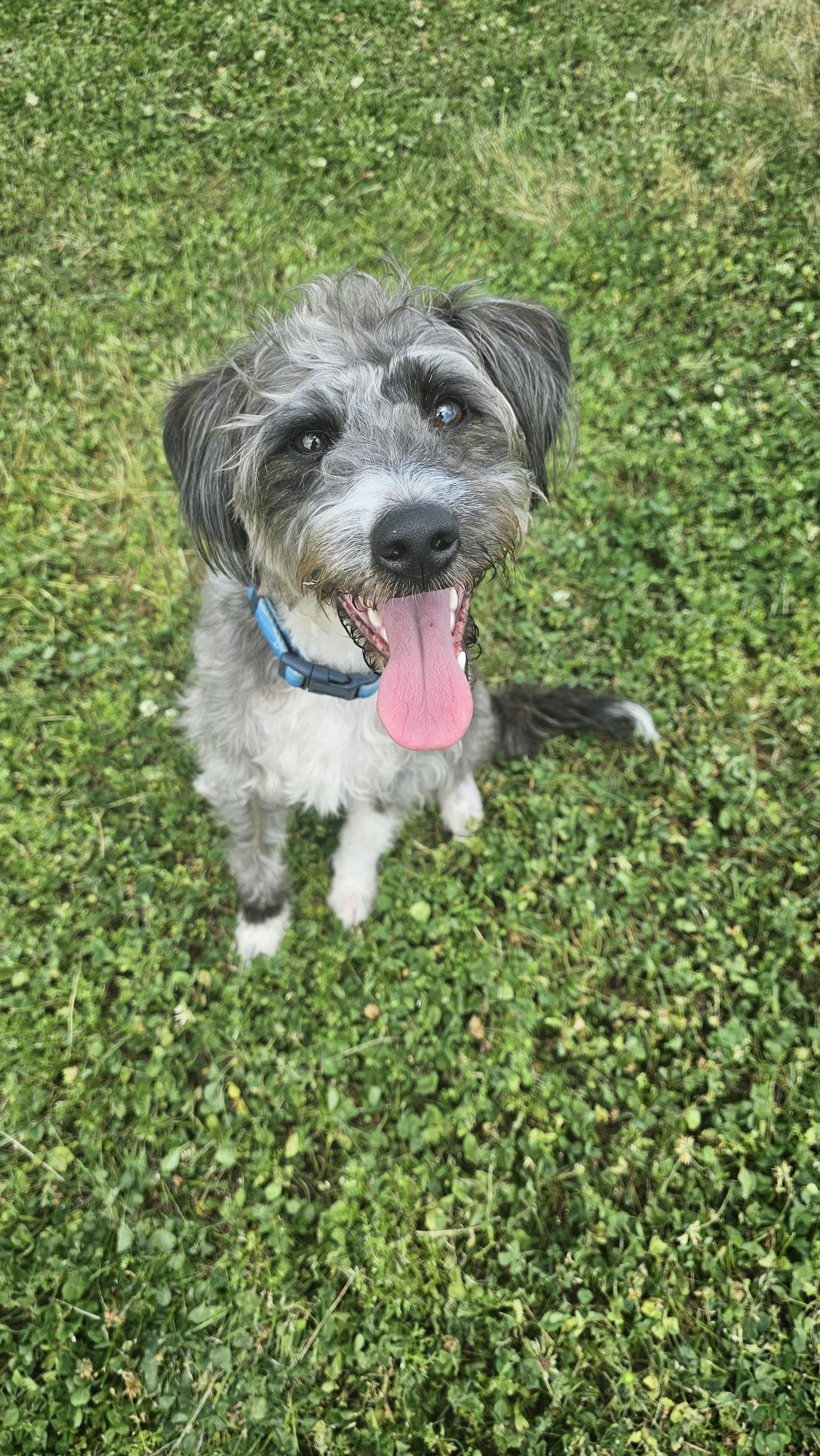 A happy mixed-breed dog with gray, black, and white fur, sitting on green grass with its tongue out and eyes looking up.