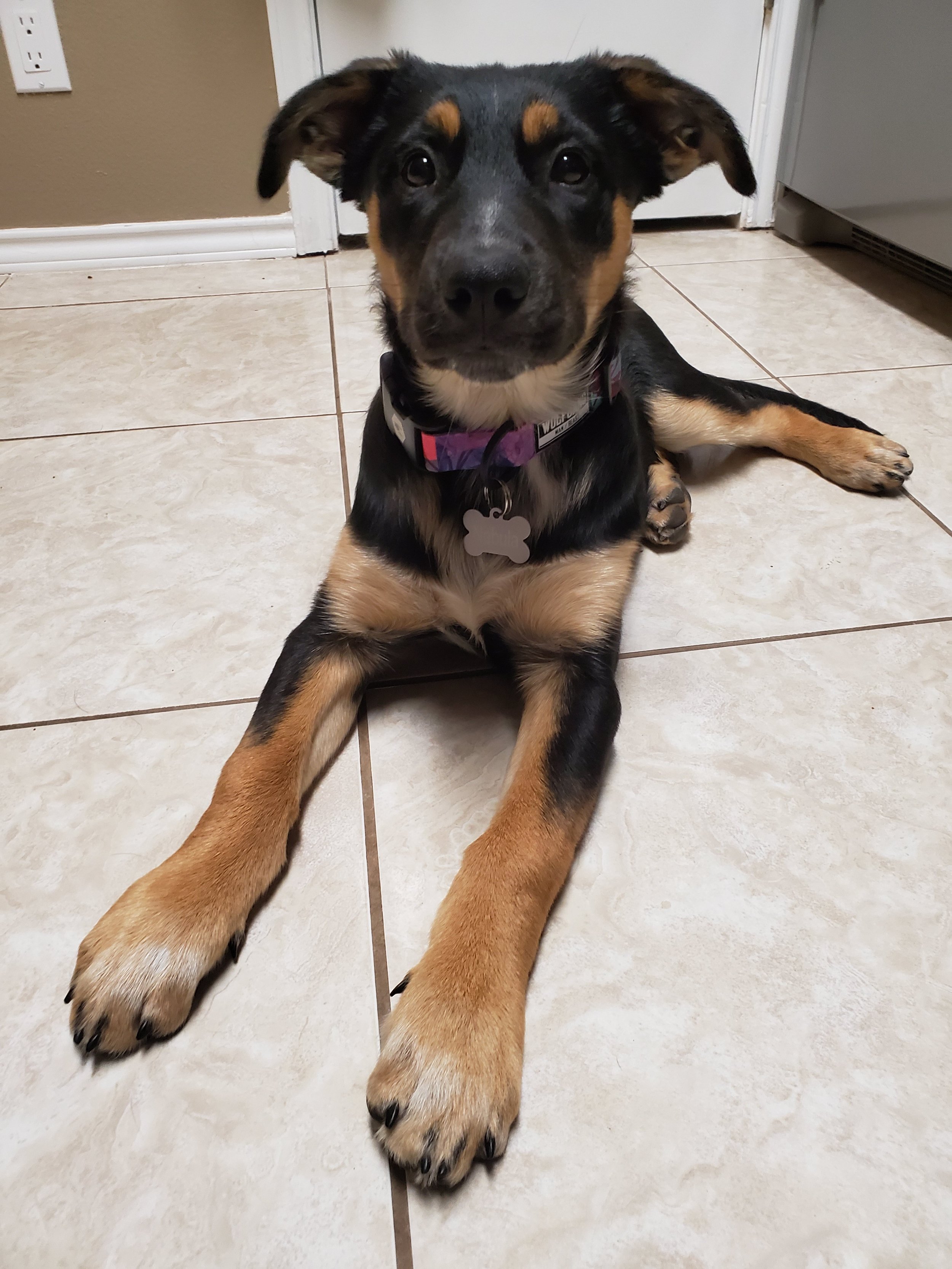 A young black and tan puppy laying on a tiled kitchen floor, facing the camera.