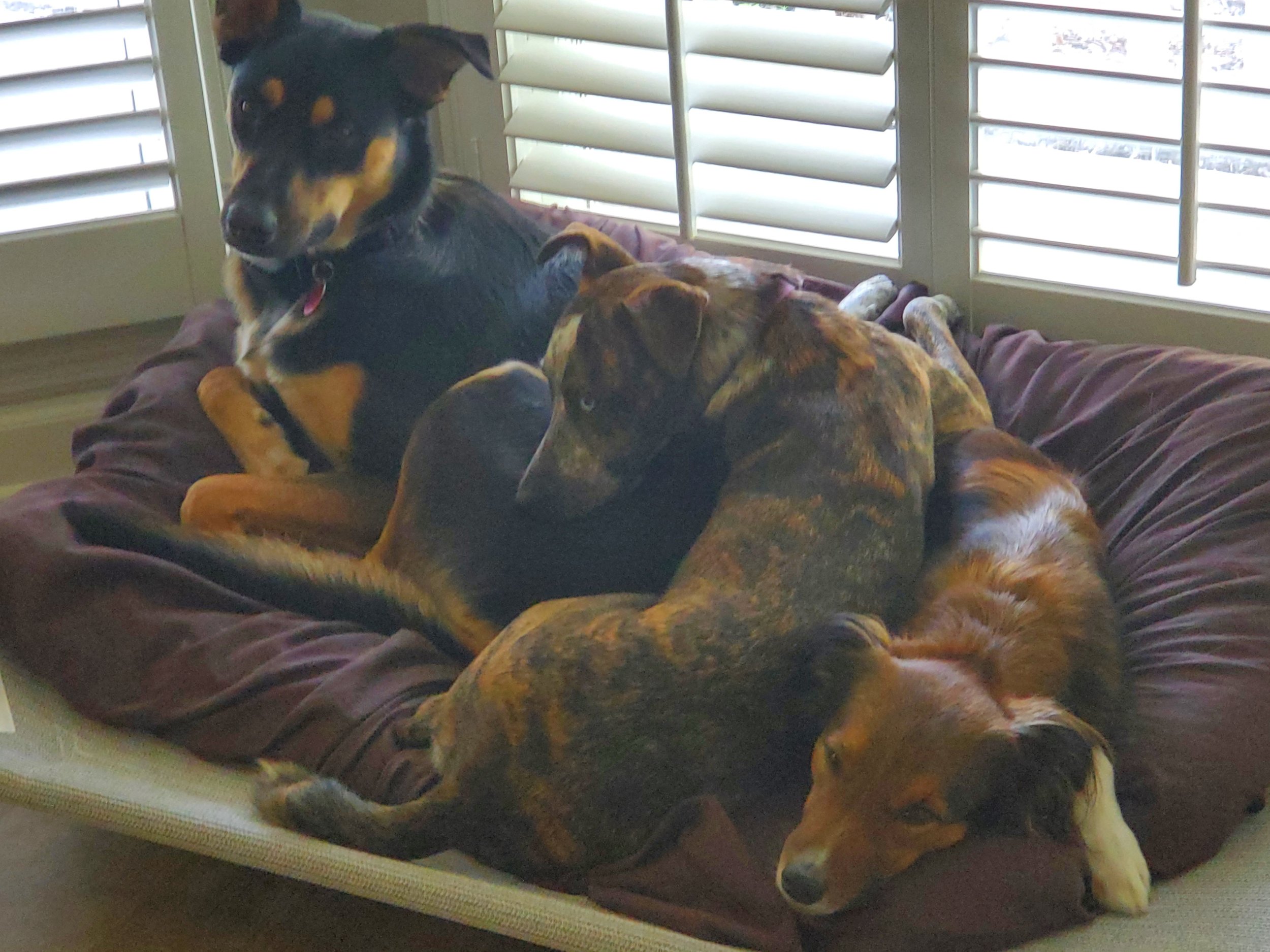 Three dogs relaxing on a large dog bed in front of closed window shutters, with one dog sitting and the other two lying down.