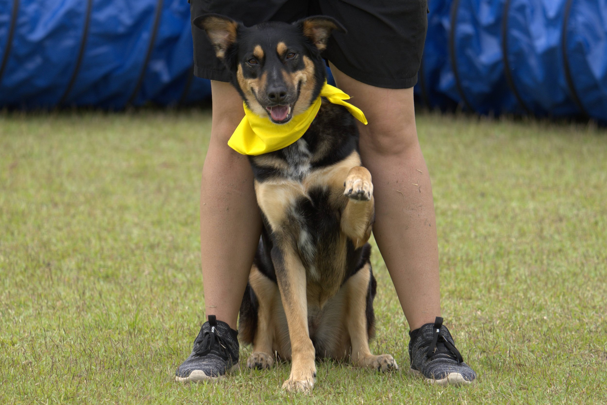 A person standing on grass with a black and tan dog wearing a yellow bandana, sitting between their legs and smiling at the camera.