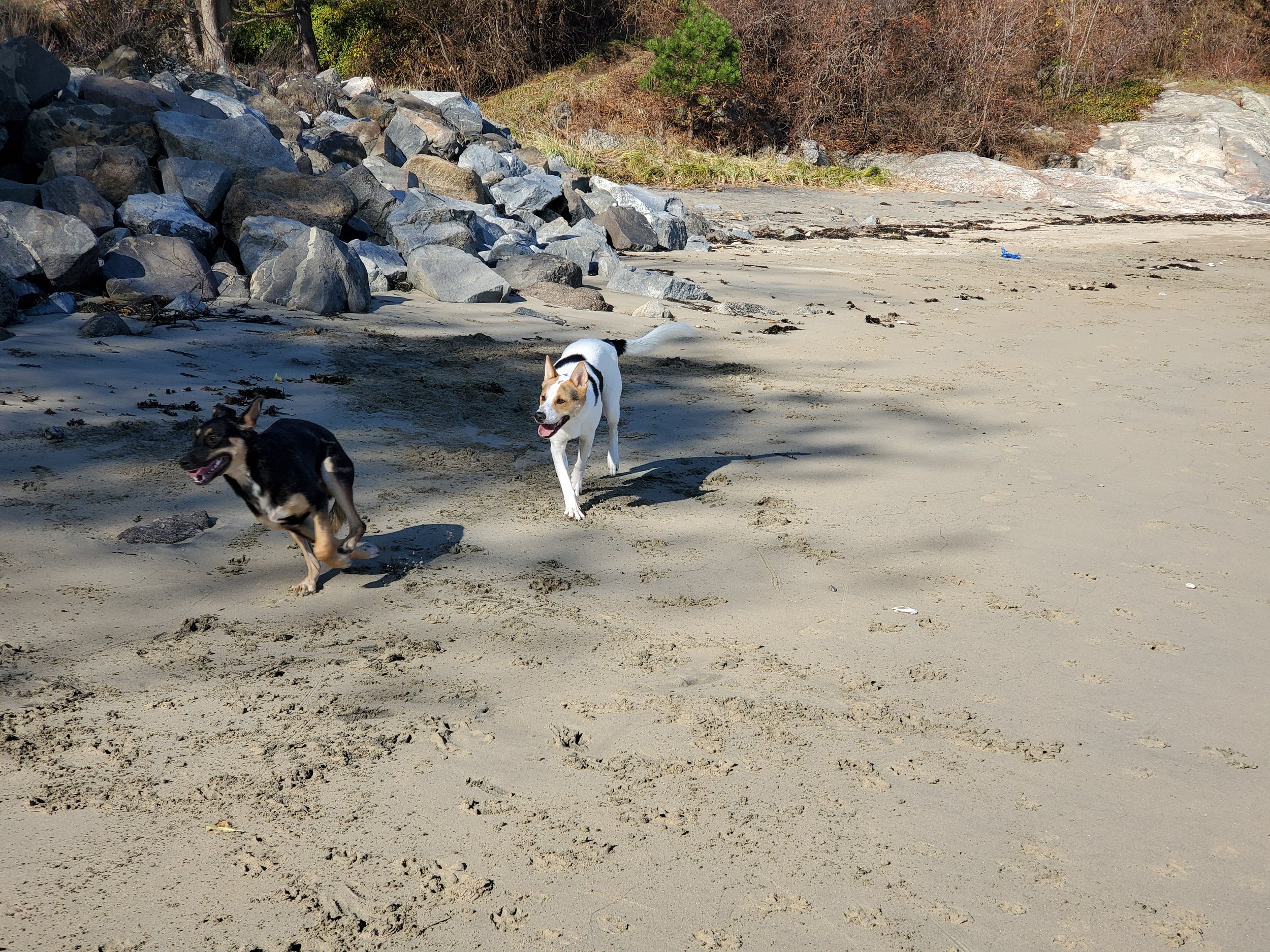 Two dogs running on a sandy beach near a rocky area with trees and bushes in the background.