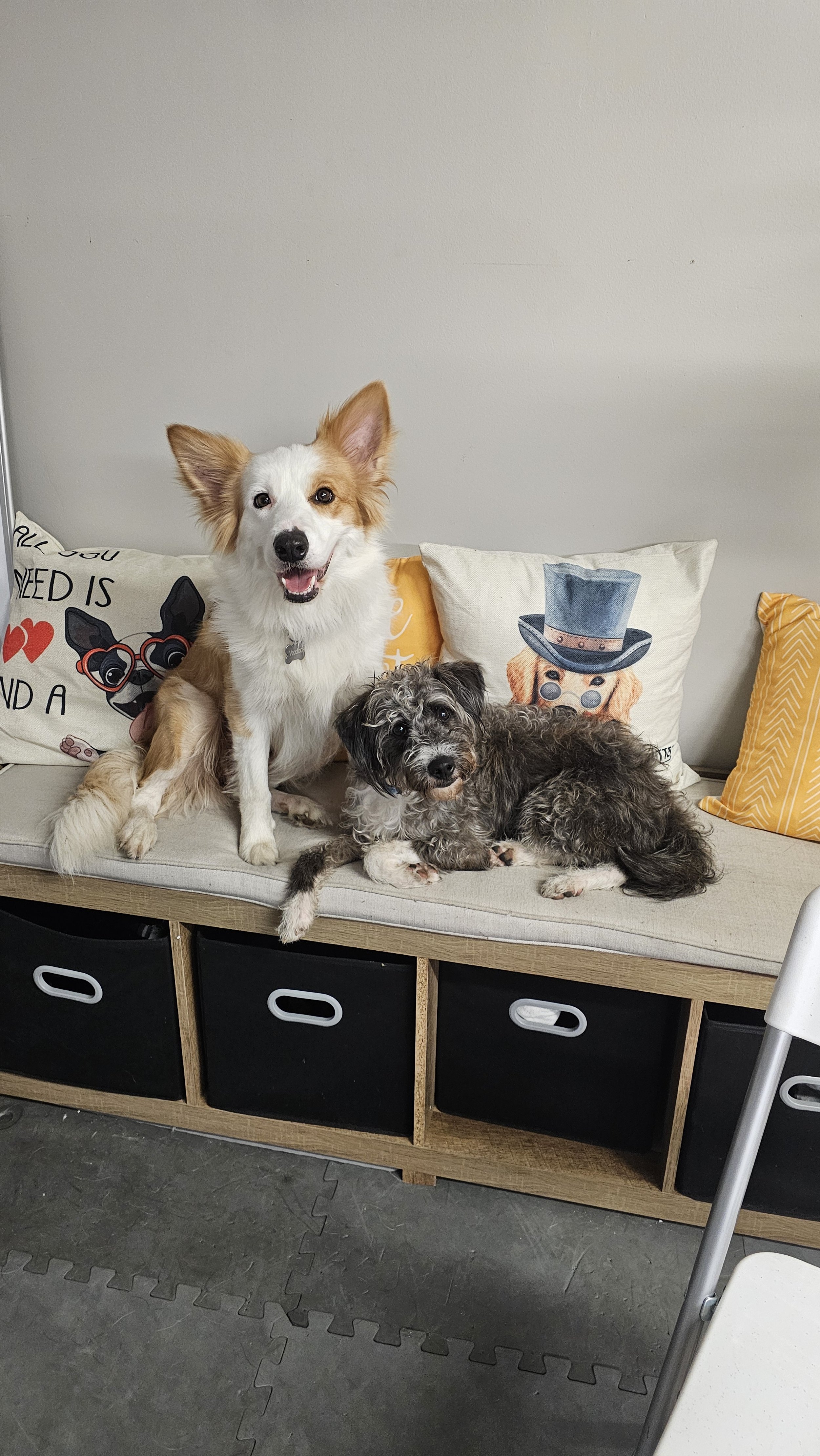 Two dogs, one large and one small, sitting on a cushioned bench against a wall with decorative pillows, one featuring a dog wearing sunglasses and the other a dog wearing a hat.