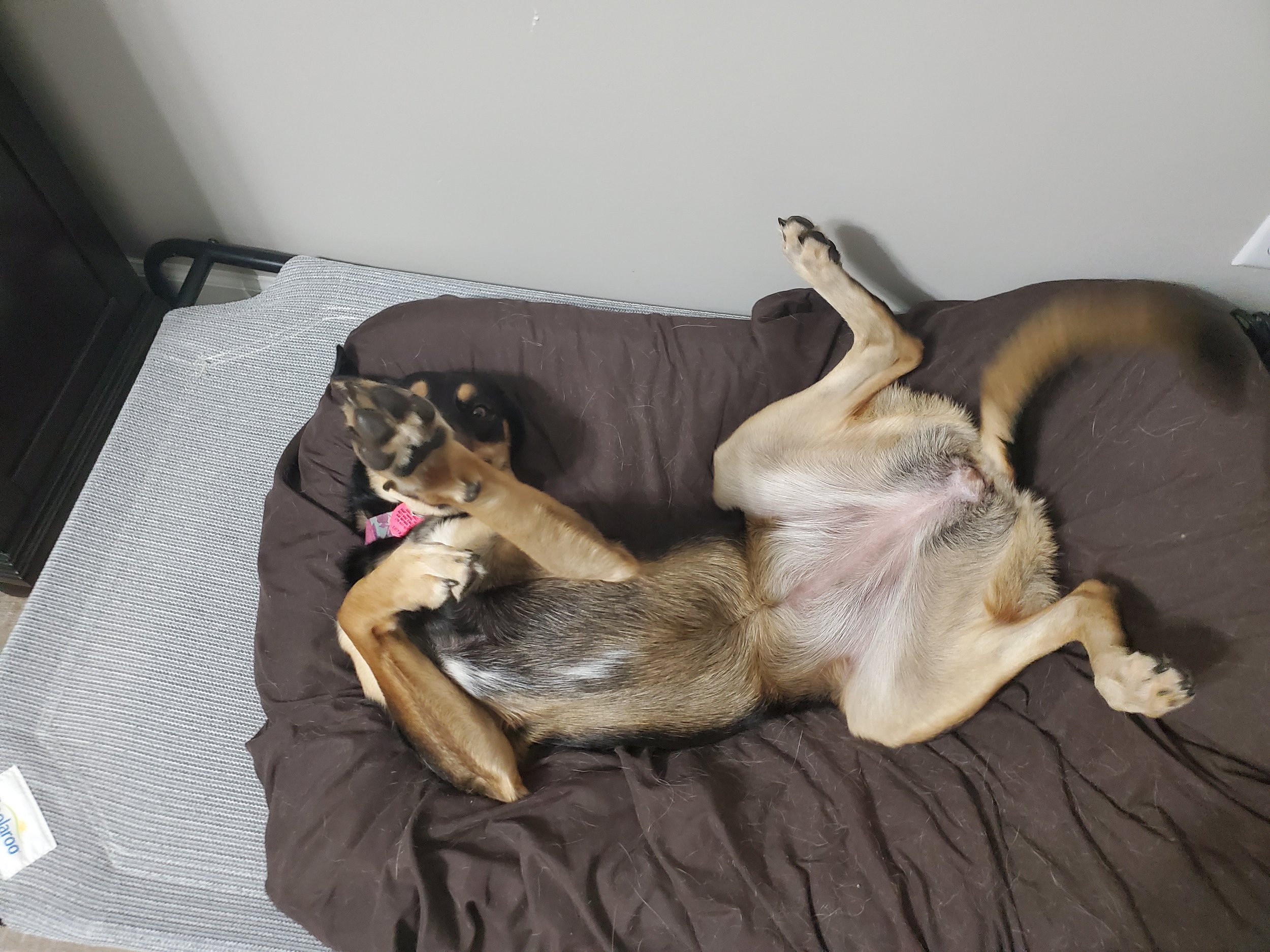 Young dog lying on its back on a brown blanket, with one front paw raised and its head turned, on a bed with a grey mattress and white wall.
