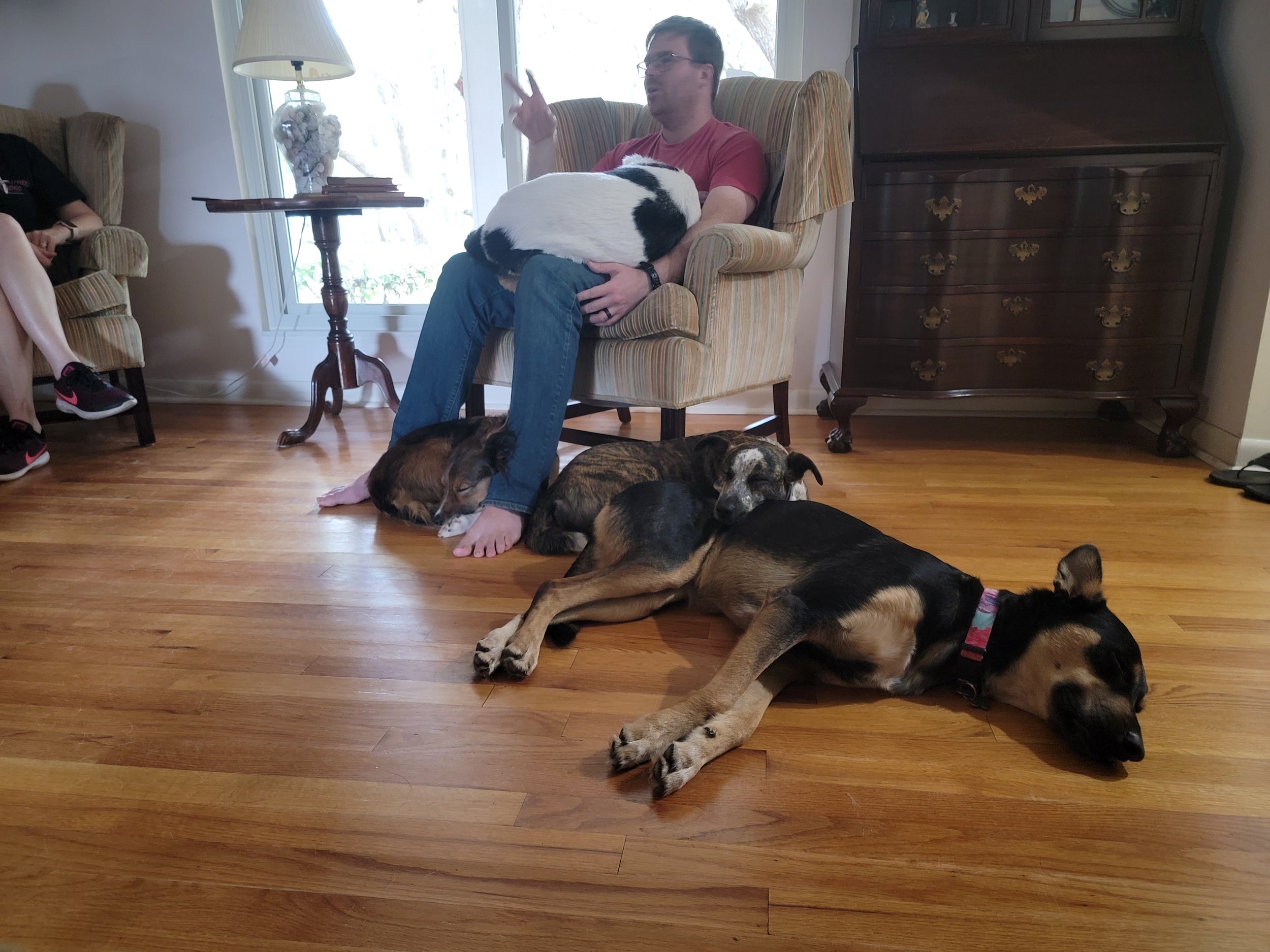 A man sitting in a chair with four dogs resting on a hardwood floor around him. One dog is on his lap, one is next to his feet, another is resting its head on a larger dog, and the fourth dog is lying on the floor in front of him.