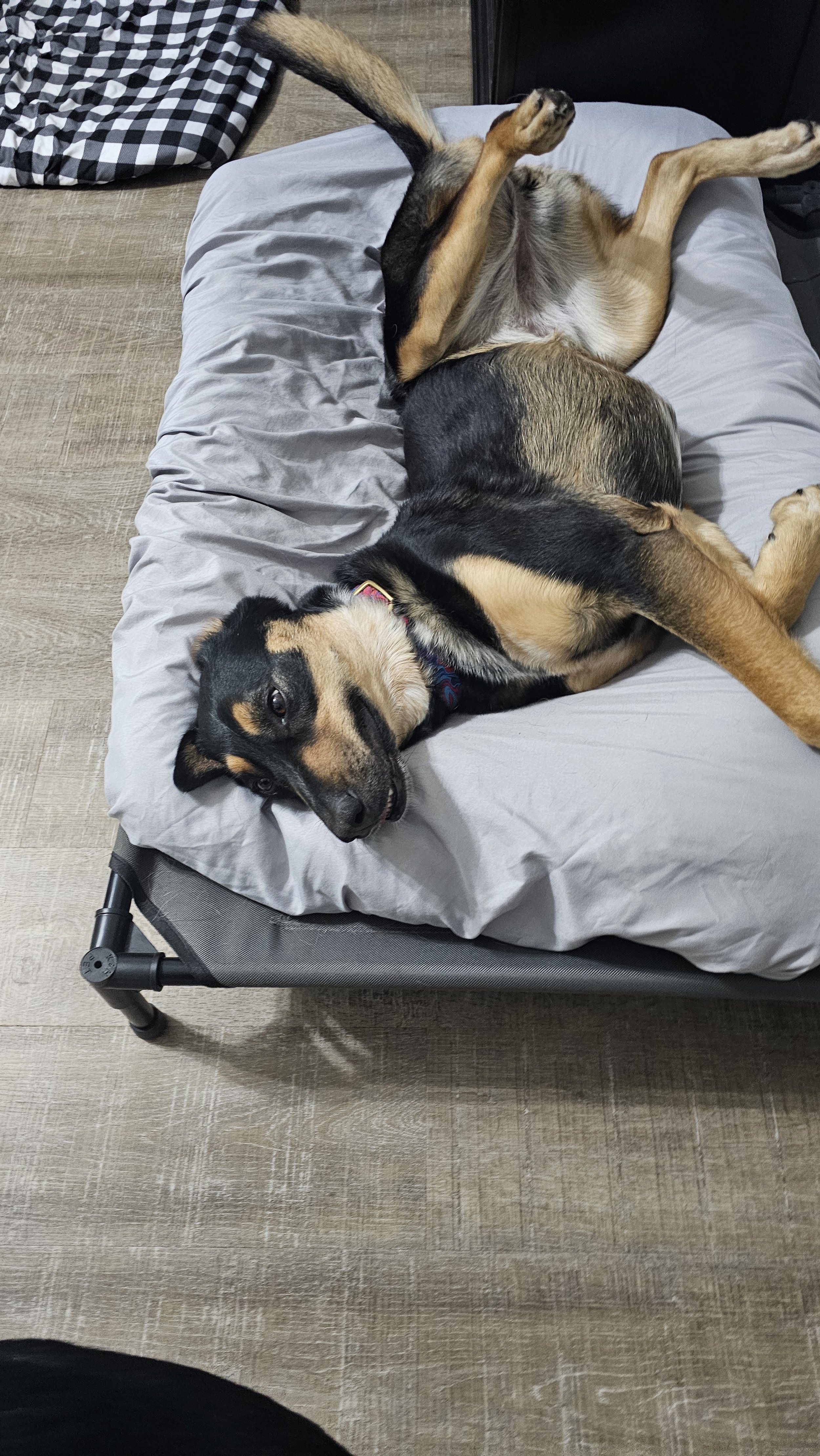 A happy dog lying on a bed, looking at the camera with its head resting on the pillow, with its belly exposed and legs sprawled out.