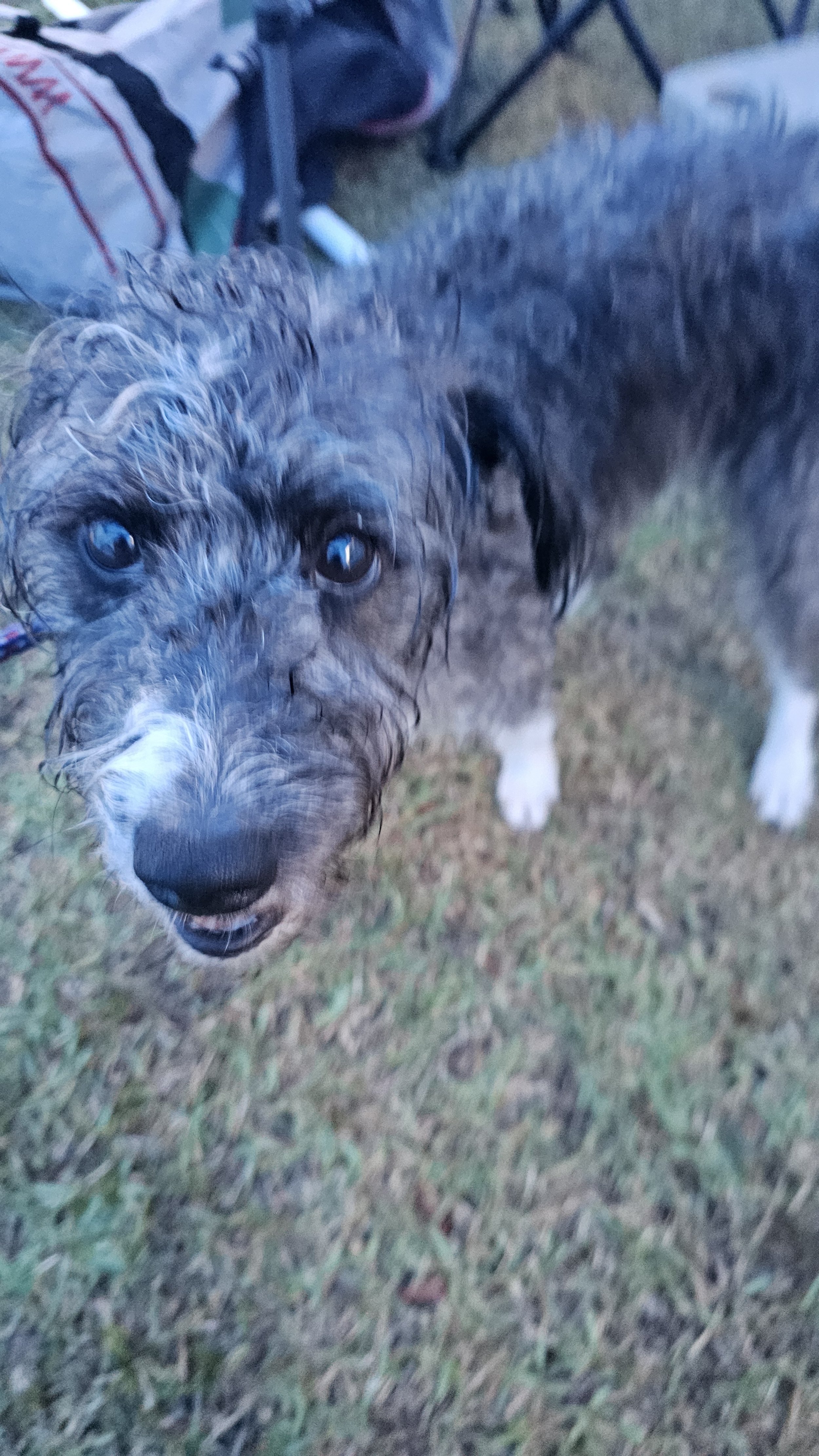 Close-up of a wet, curly-haired dog with dark eyes, standing on grass outdoors.