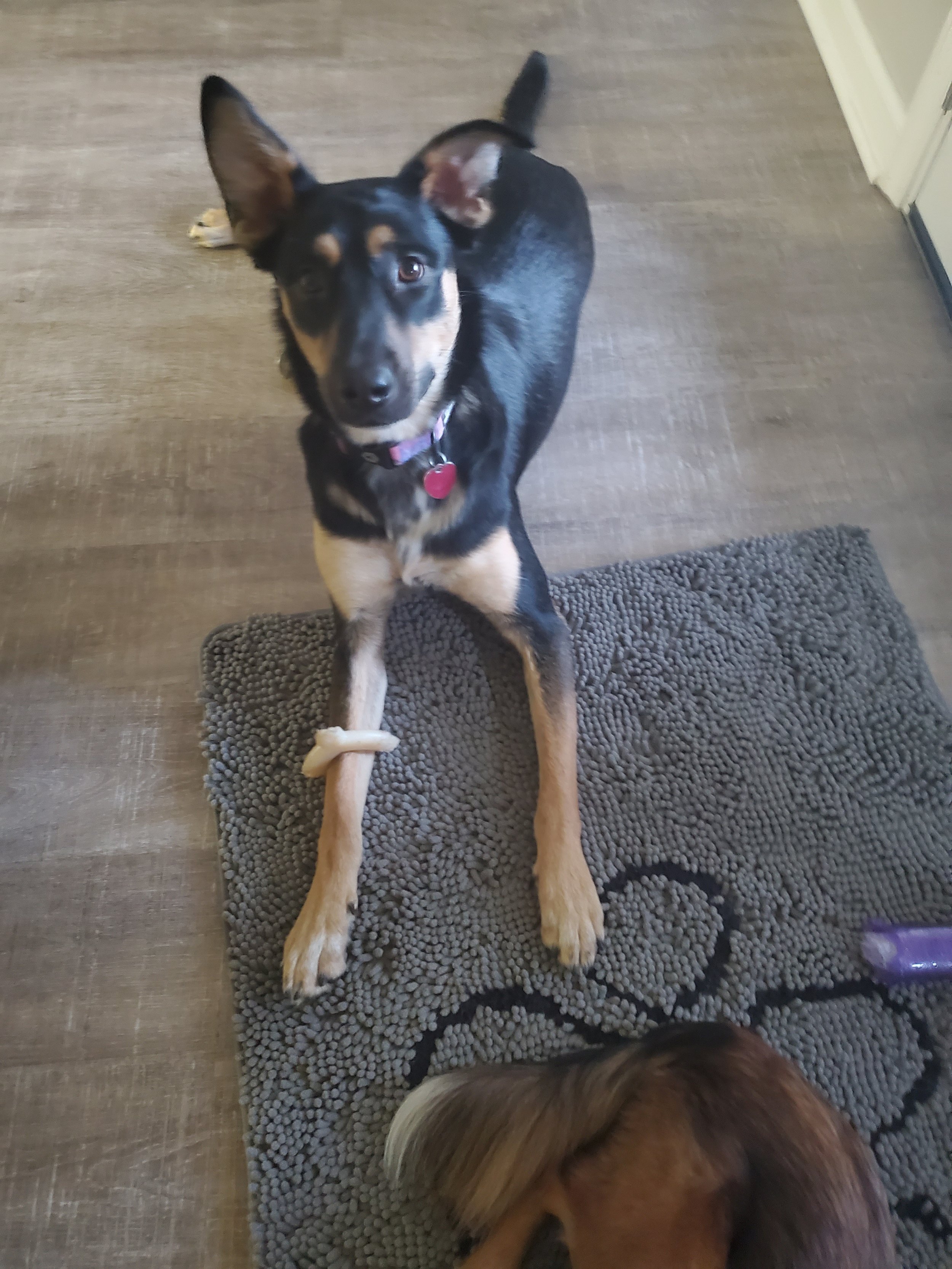 Young black and tan dog with one ear up, sitting on a textured gray rug on hardwood floor, looking at the camera. Part of another dog is visible at the bottom of the image.