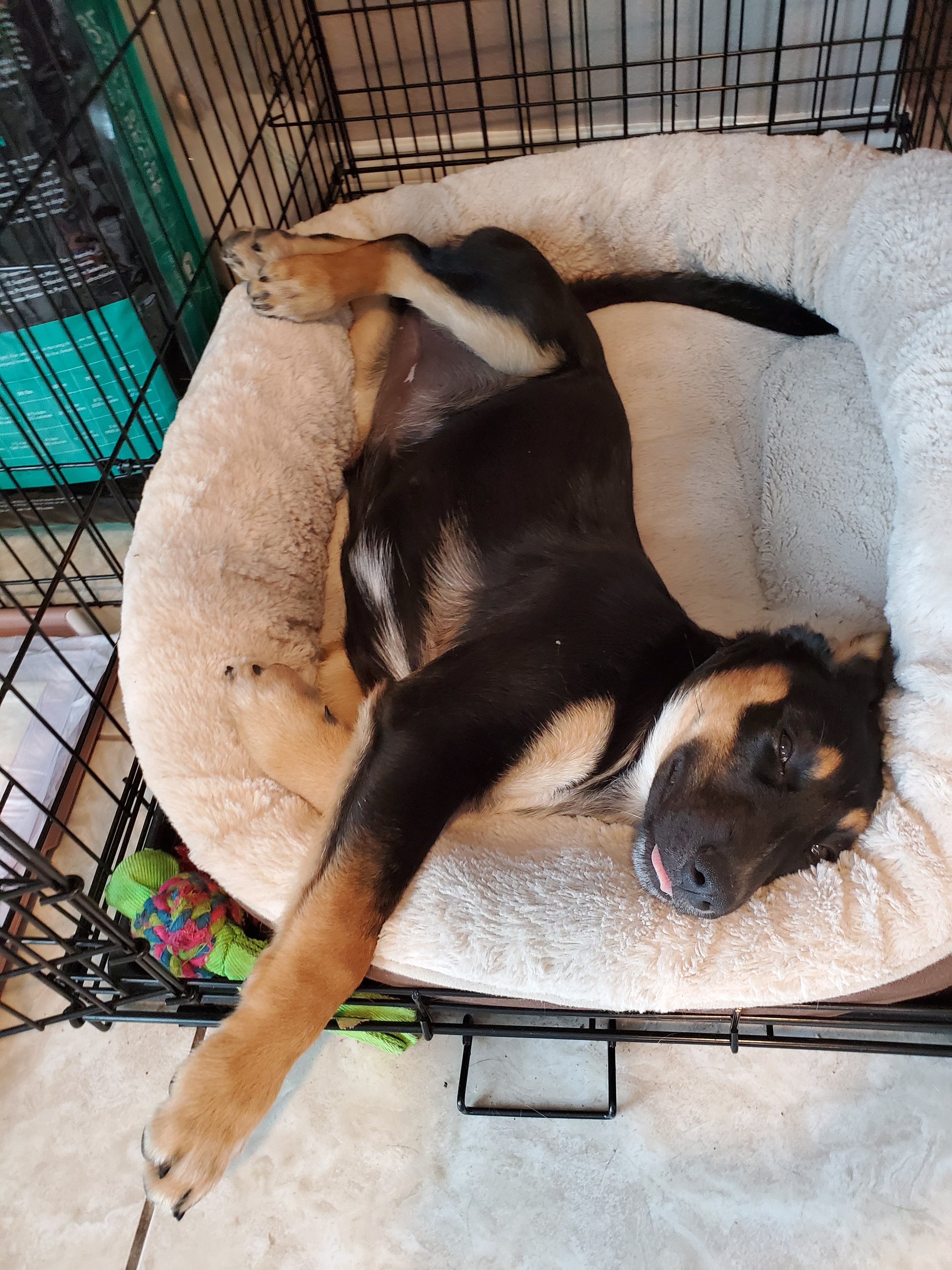 A black and tan puppy sleeping on a soft, beige dog bed inside a black metal crate.