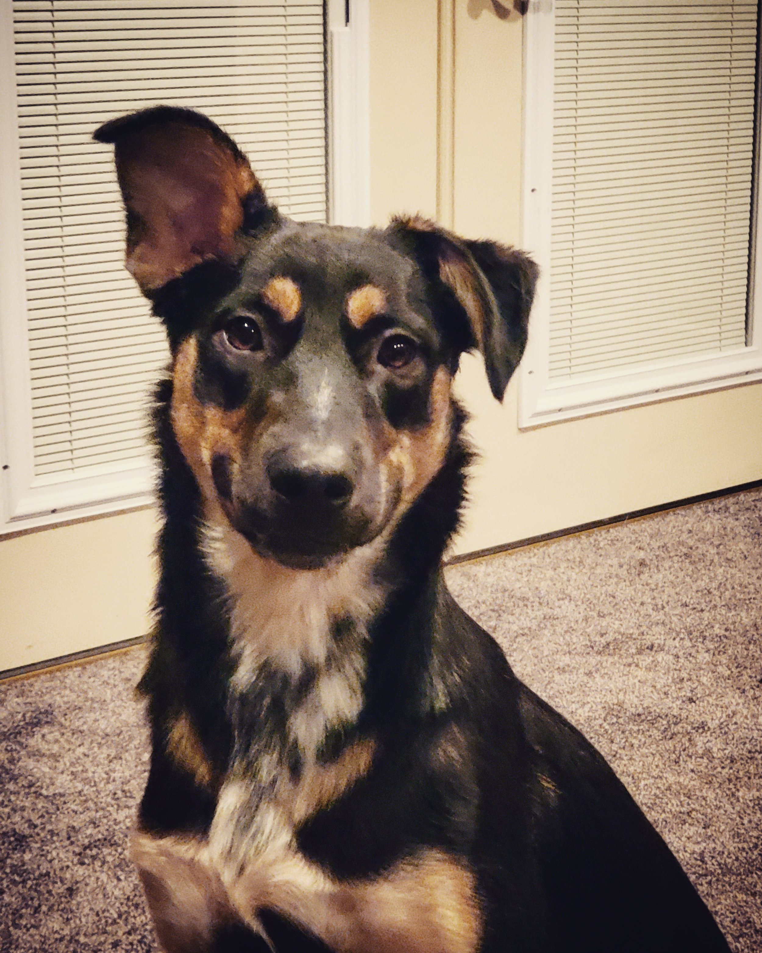 A black and tan dog with one ear up and the other flopped down, sitting on a carpeted floor in front of a door with blinds.