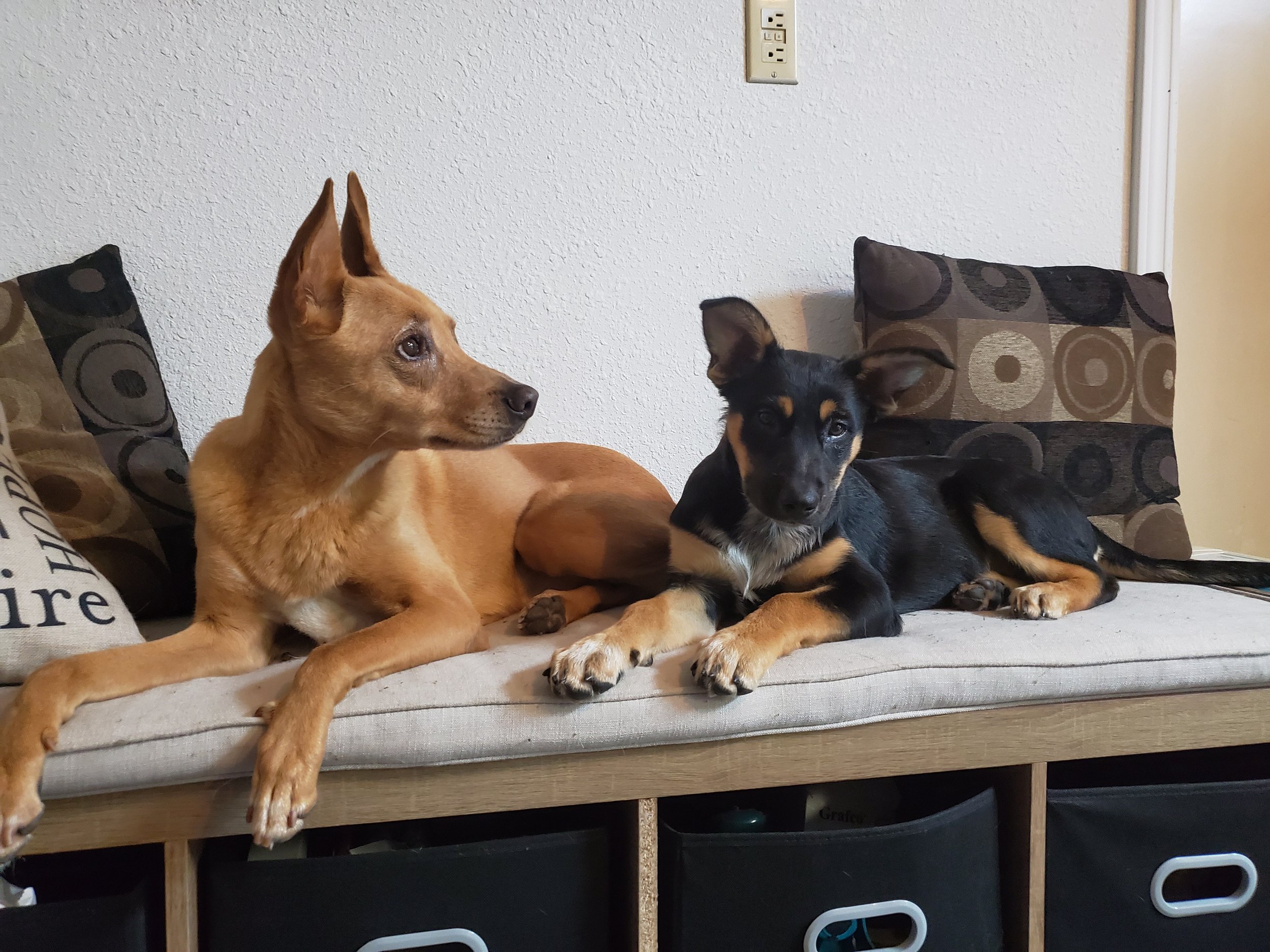 Two small dogs lying on a beige cushioned bench against a white textured wall, with patterned throw pillows behind them.