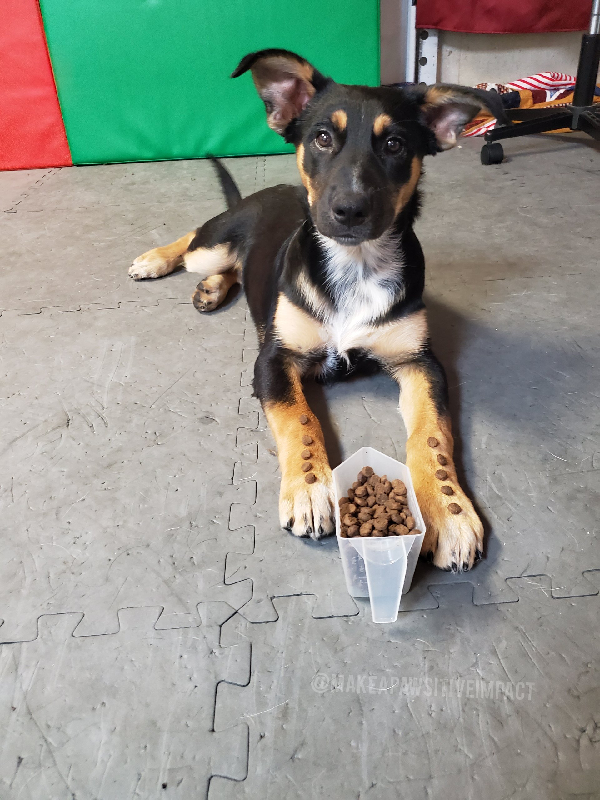 Young black and tan puppy with tan markings on paws and face lying on a gray interlocking foam mat, with a clear container of brown dog food in front of it and one of its paws showing six brown pills.
