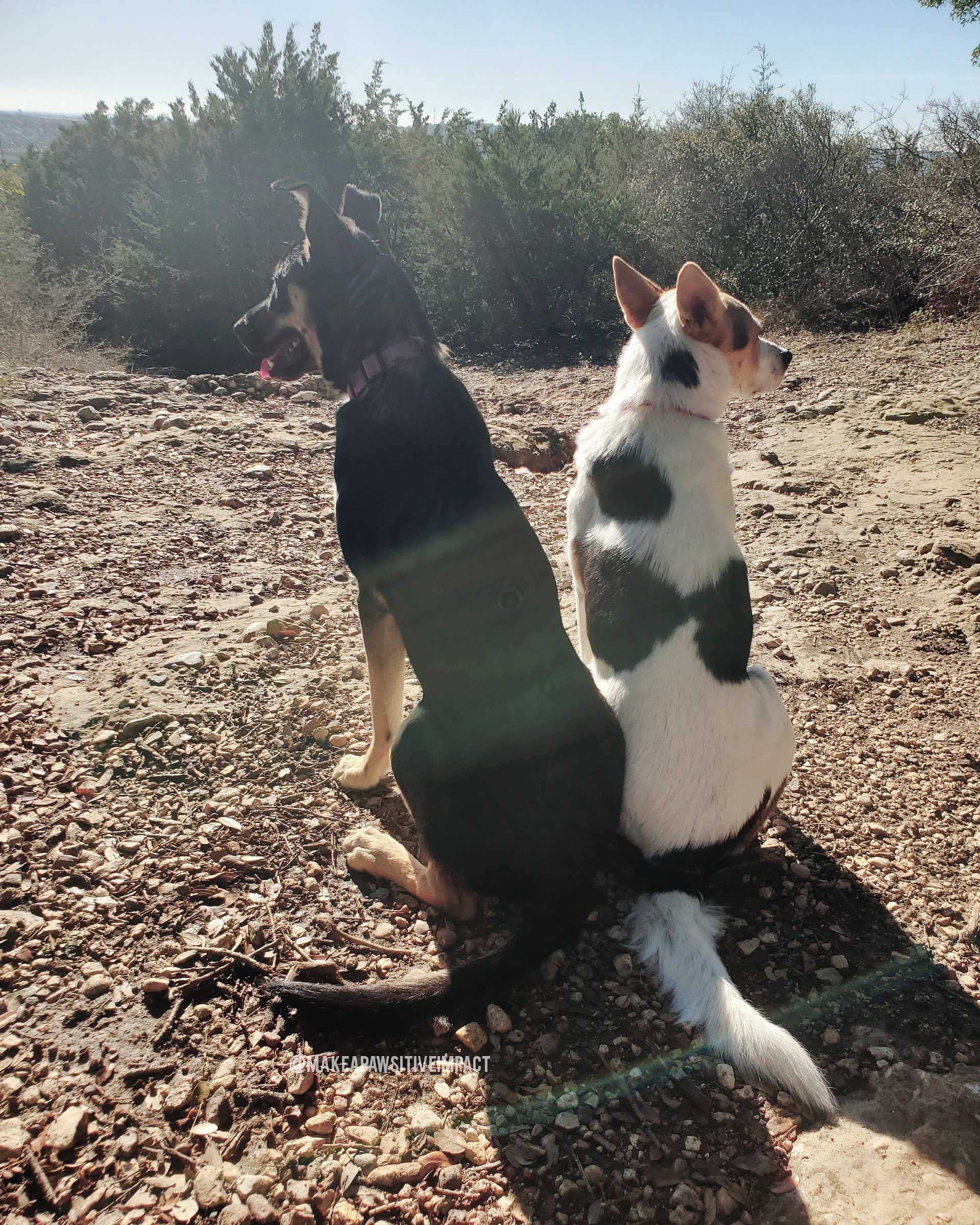 Two dogs sitting on a rocky dirt trail with bushes and trees in the background, facing away from the camera. One dog is black with tan markings, wearing a pink collar, and the other dog is white with black spots, wearing a red collar.