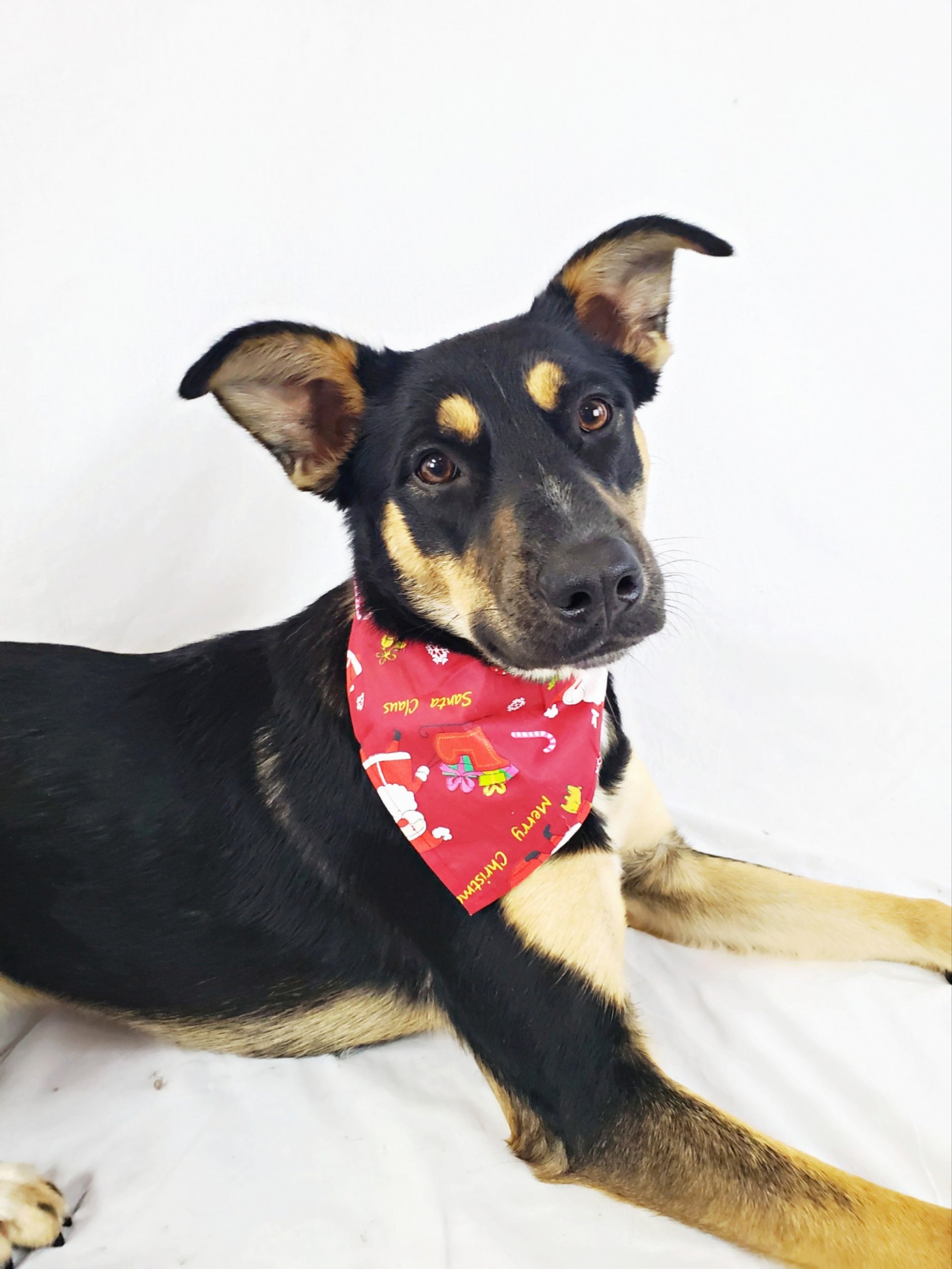 A black and tan dog with ears slightly floppy and alert, wearing a red bandana with Christmas and candy cane designs, lying on a white surface against a white background.