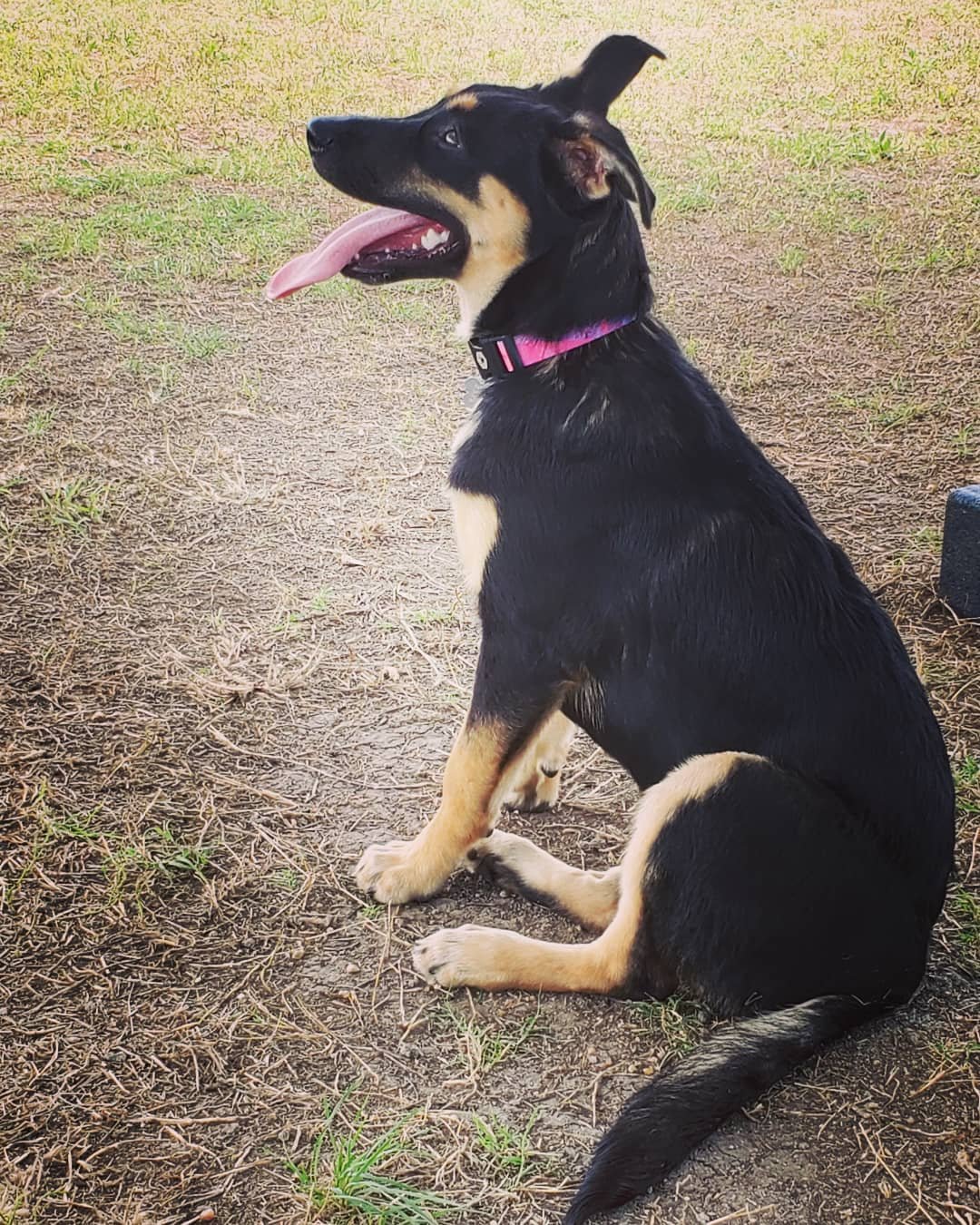 A black and tan dog sitting on dirt ground outdoors, panting with its tongue out, wearing a pink collar.