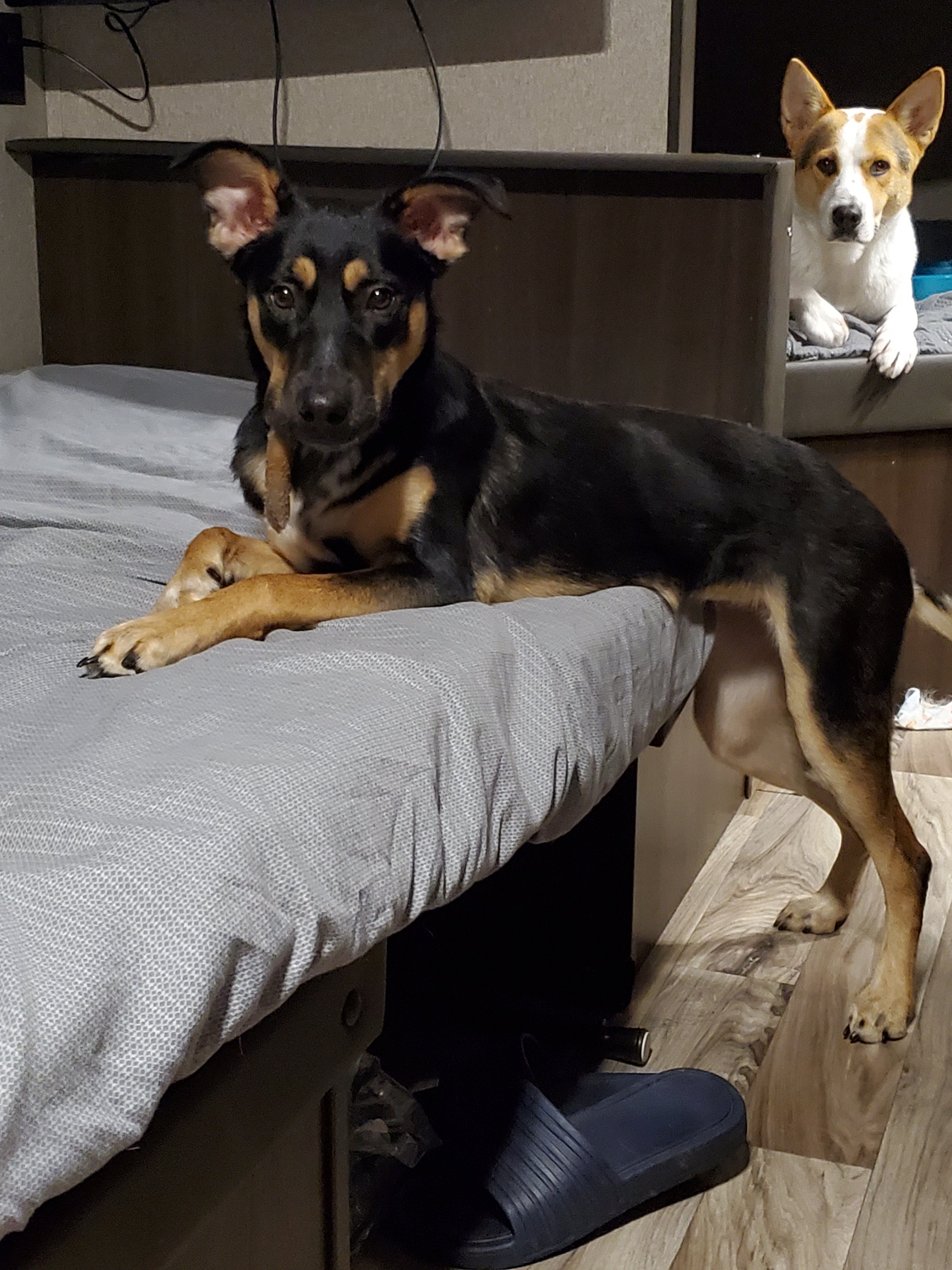Two dogs in a room: a black and tan puppy lying on a bed with a gray cover and a tan and white puppy sitting on a wooden floor in the background.