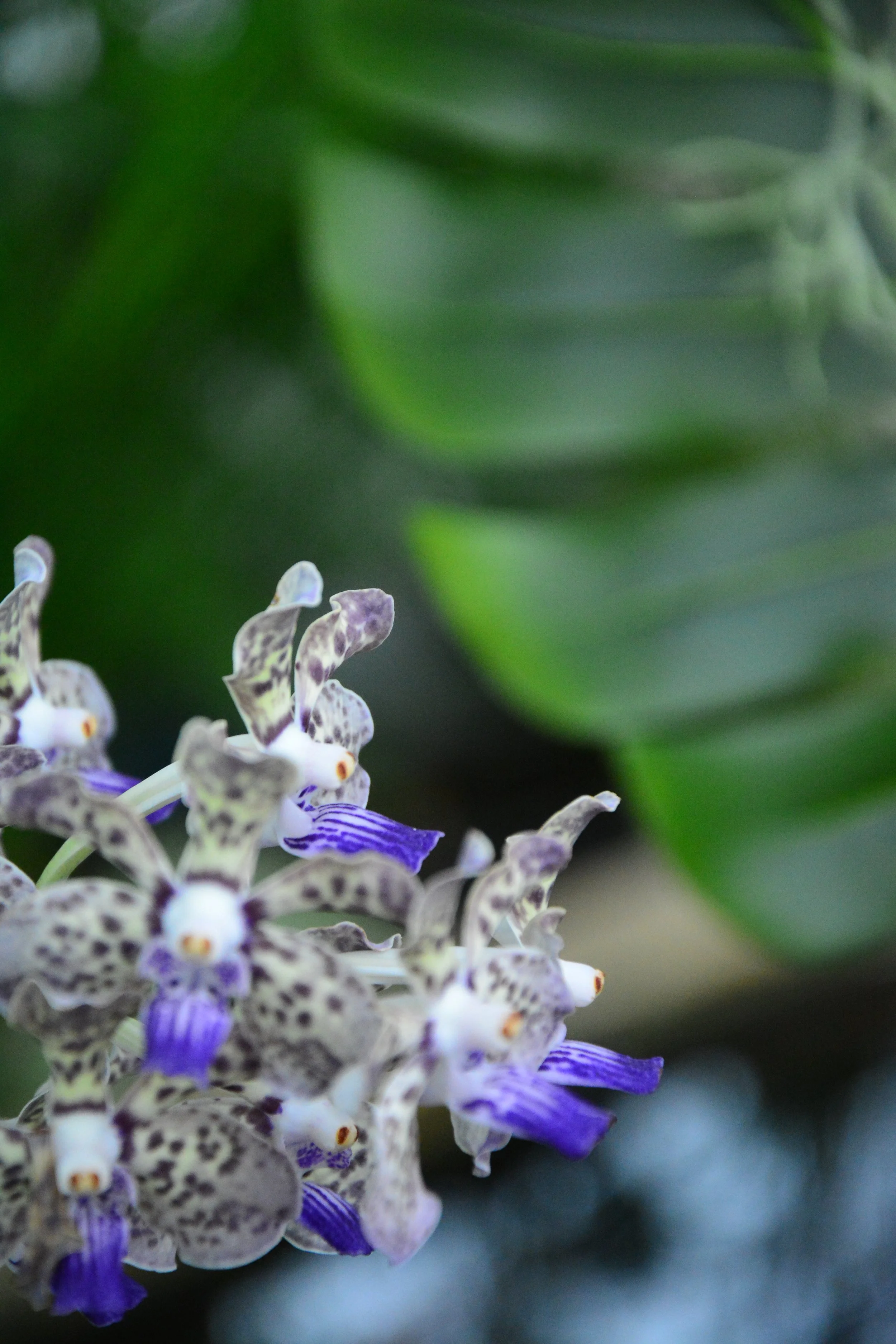 Close-up of a cluster of small, white and purple spotted orchids with purple stripes on some petals, set against a blurred green background.