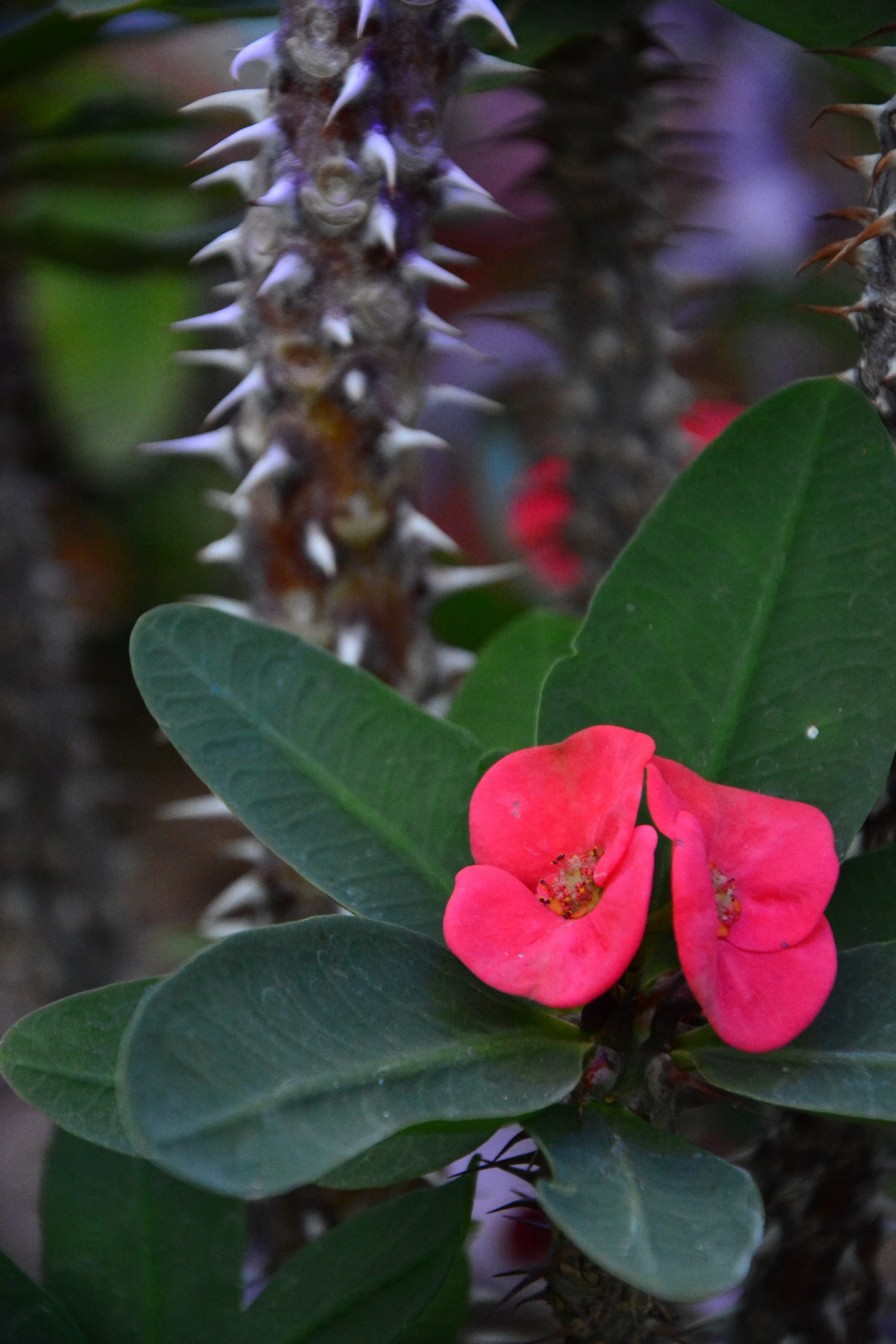 A close-up of a branch with pink flowers and green leaves, with a blurred background.