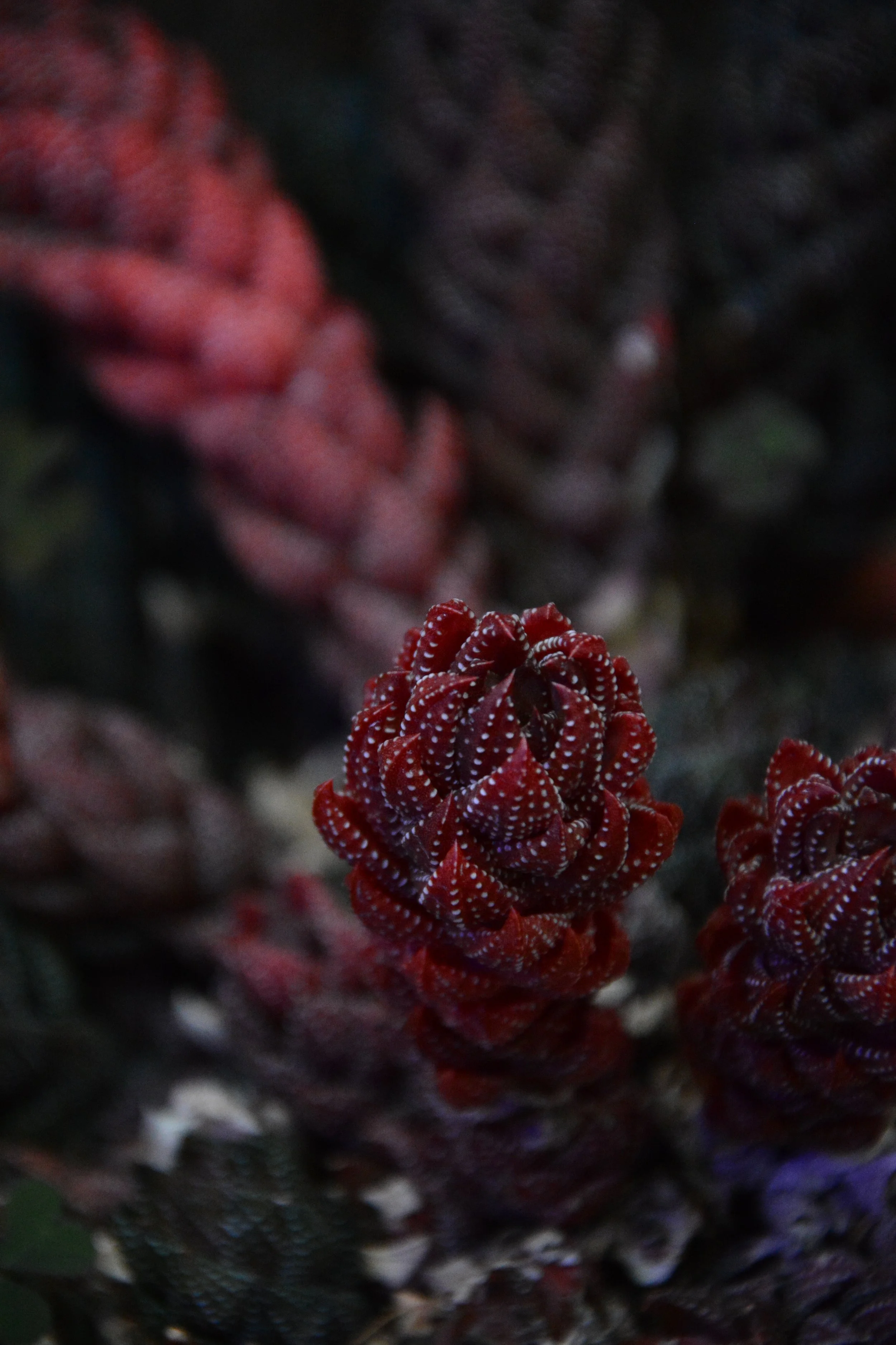 Close-up of cluster of small, red, patterned coral polyps with white spots.