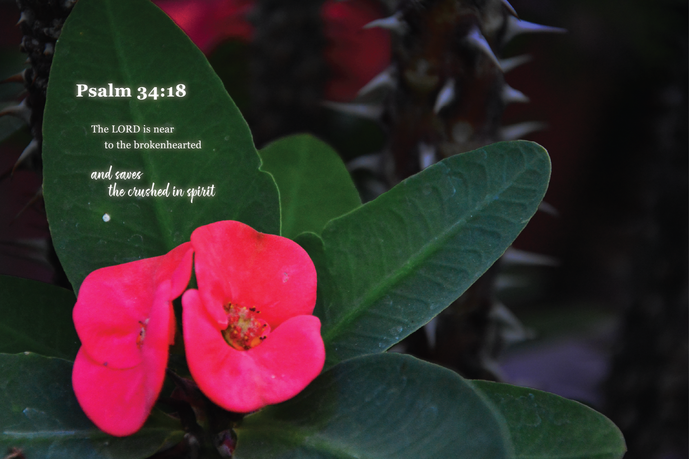 Close-up of pink flowers and green leaves with a dark background, featuring a religious quote from Psalm 34:18 overlayed.