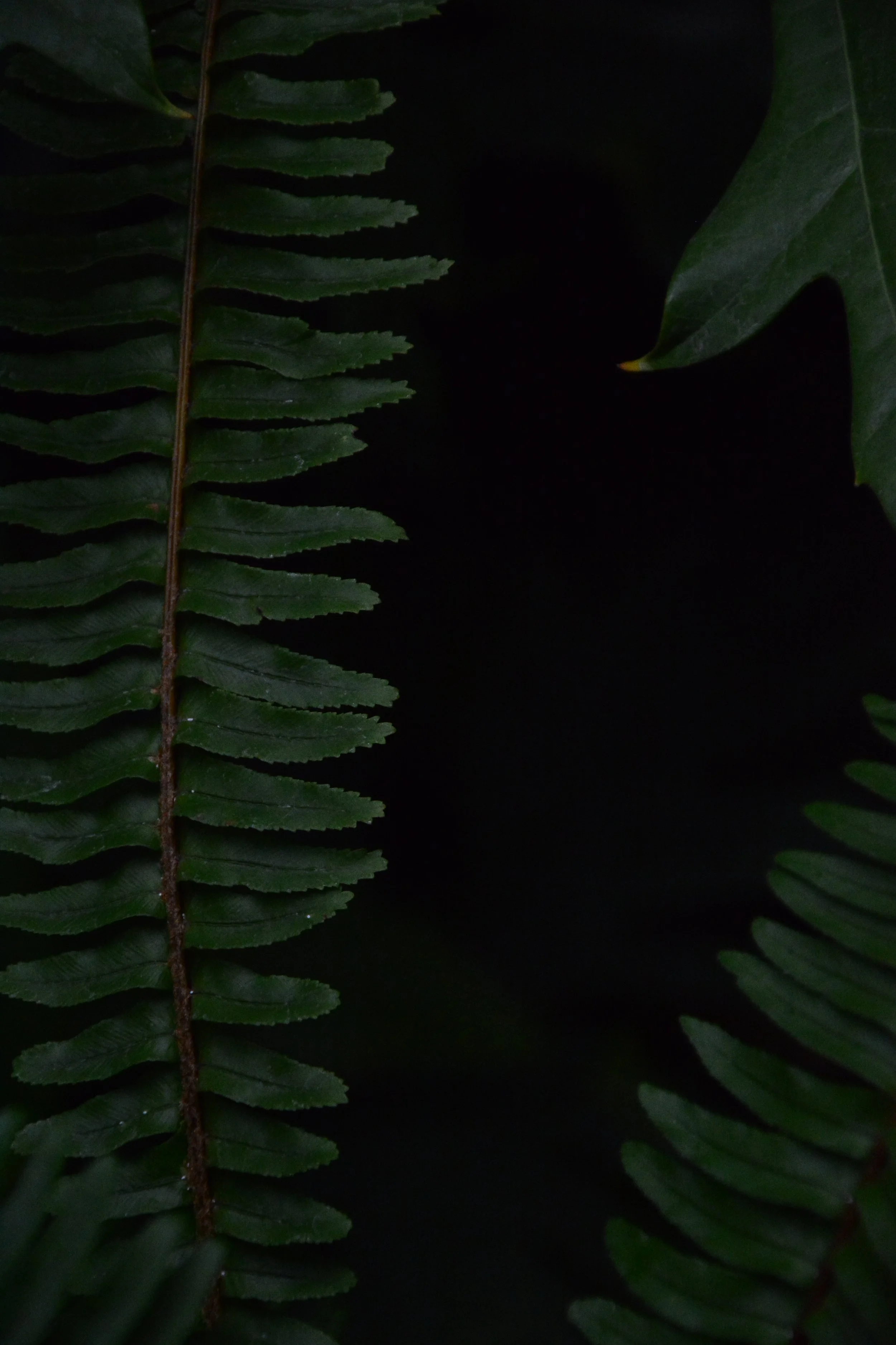 Close-up of green fern leaves with a dark background.