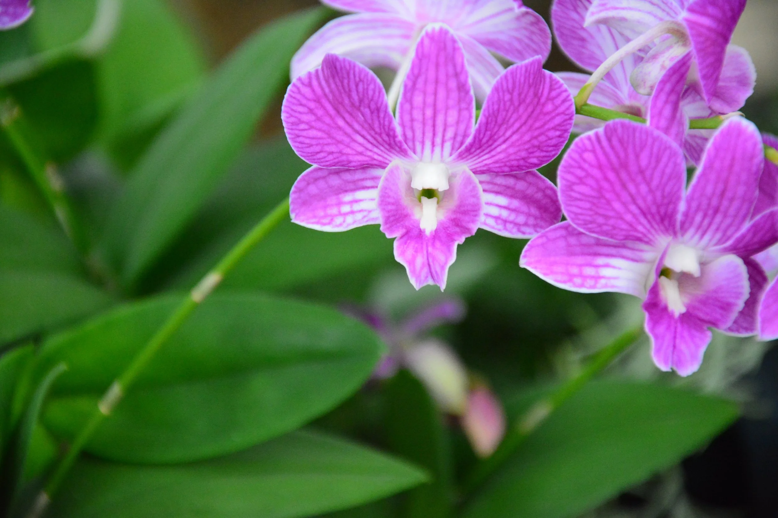 Close-up of purple and white striped orchid flowers with green leaves in the background.