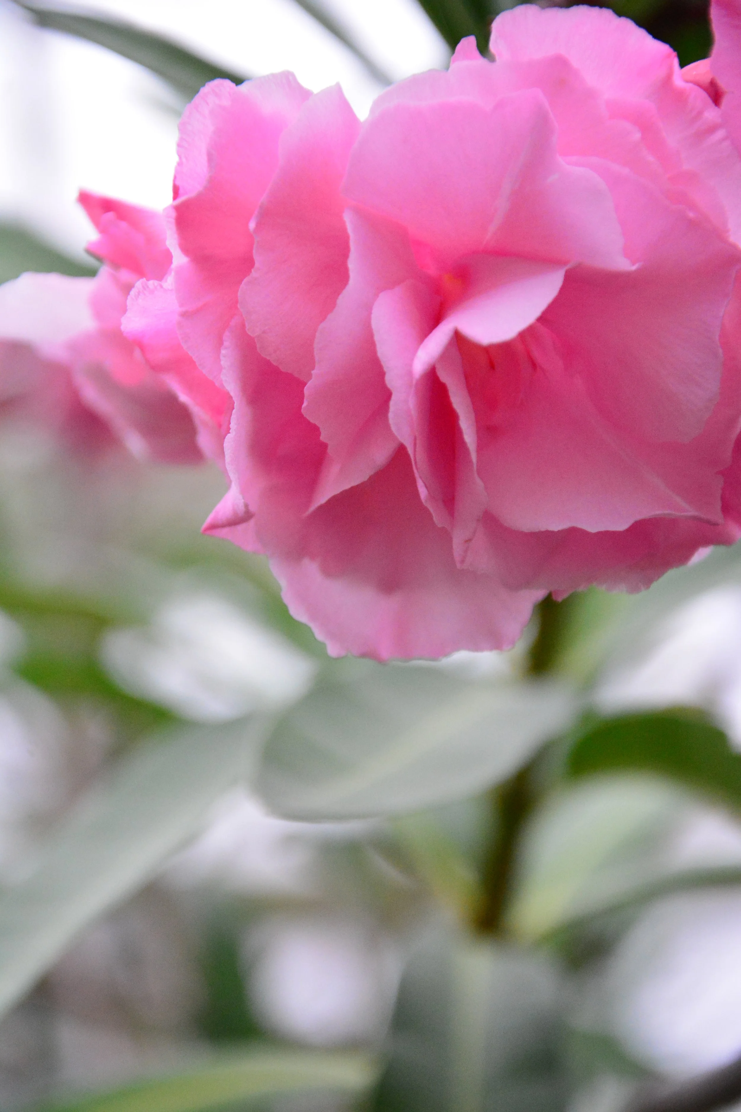Close-up of a pink flower with ruffled petals and green leaves in the background.